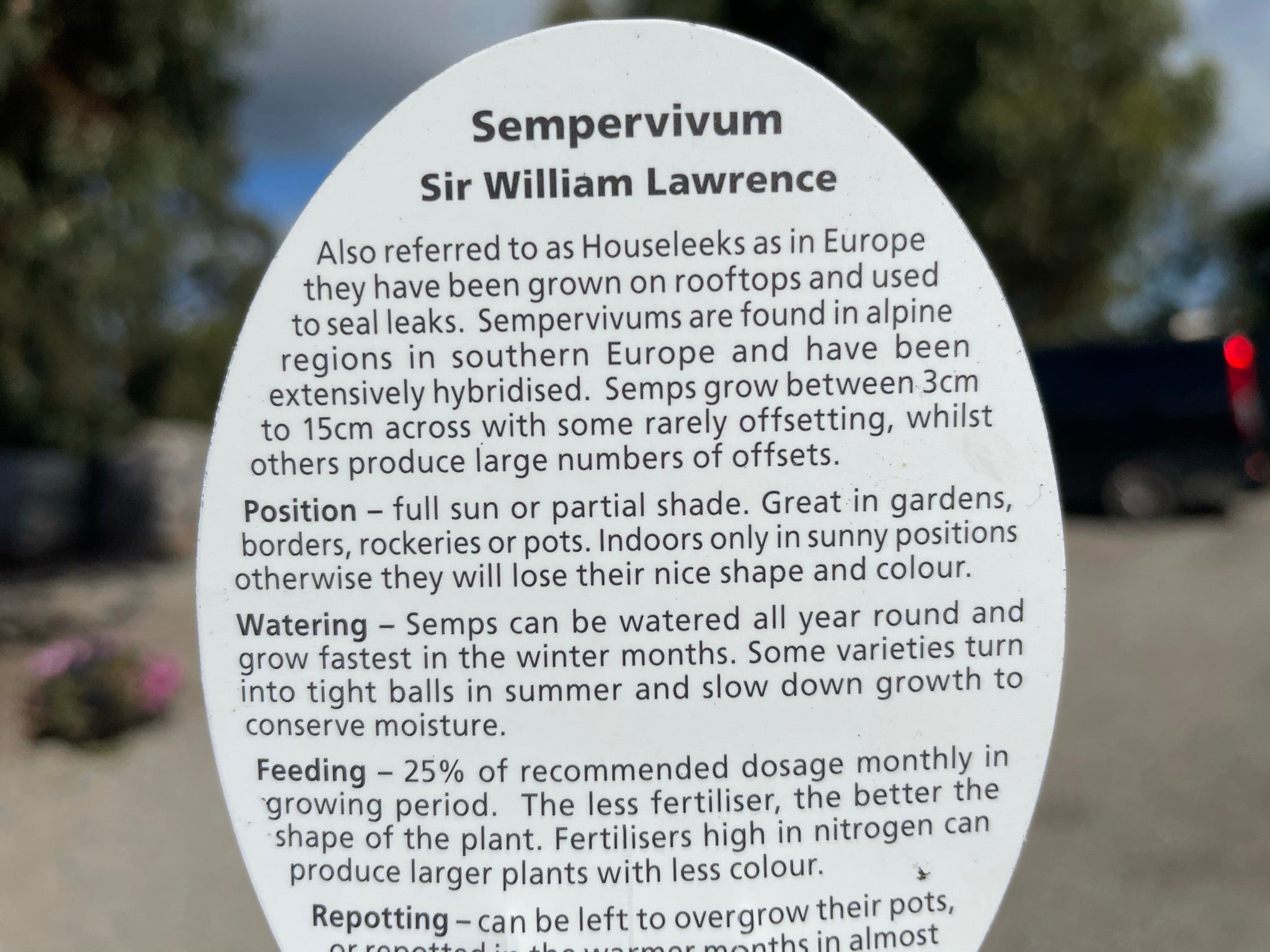 Sempervivum 'Sir William Lawrence'