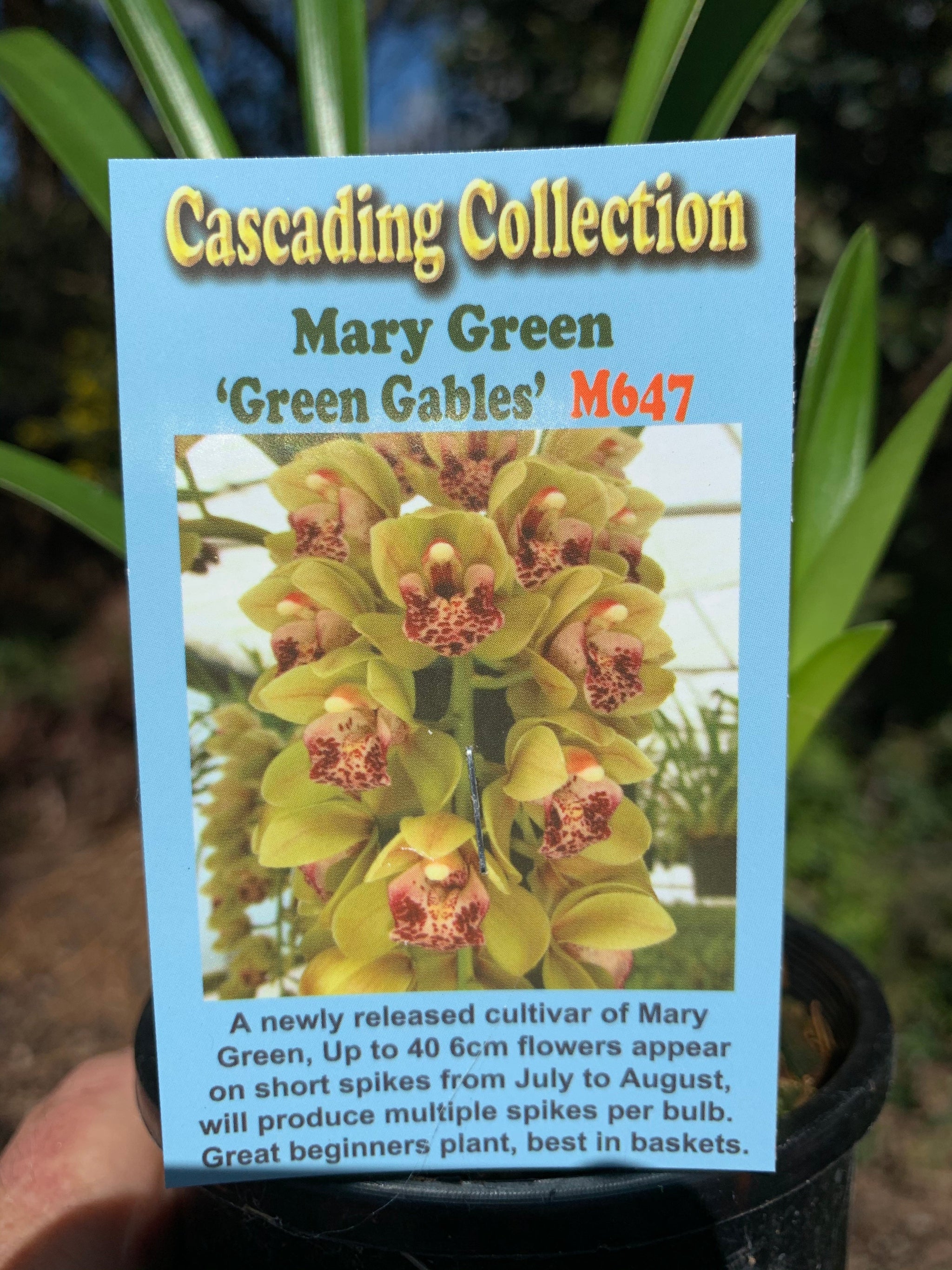 Cymbidium Mary Green 'Green Gables'