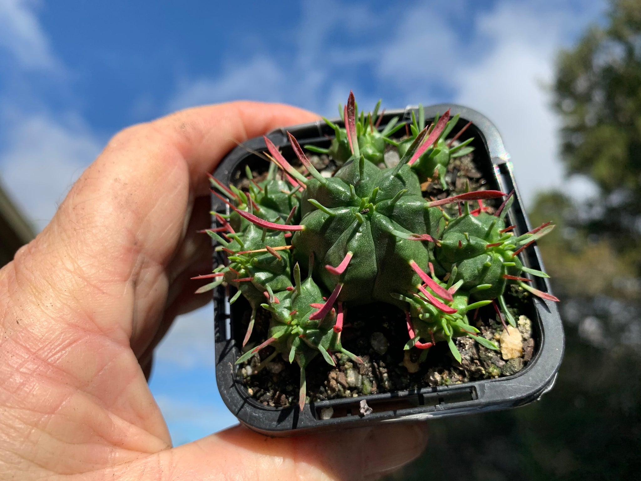 Euphorbia pulvinata (NOT FOR WA)