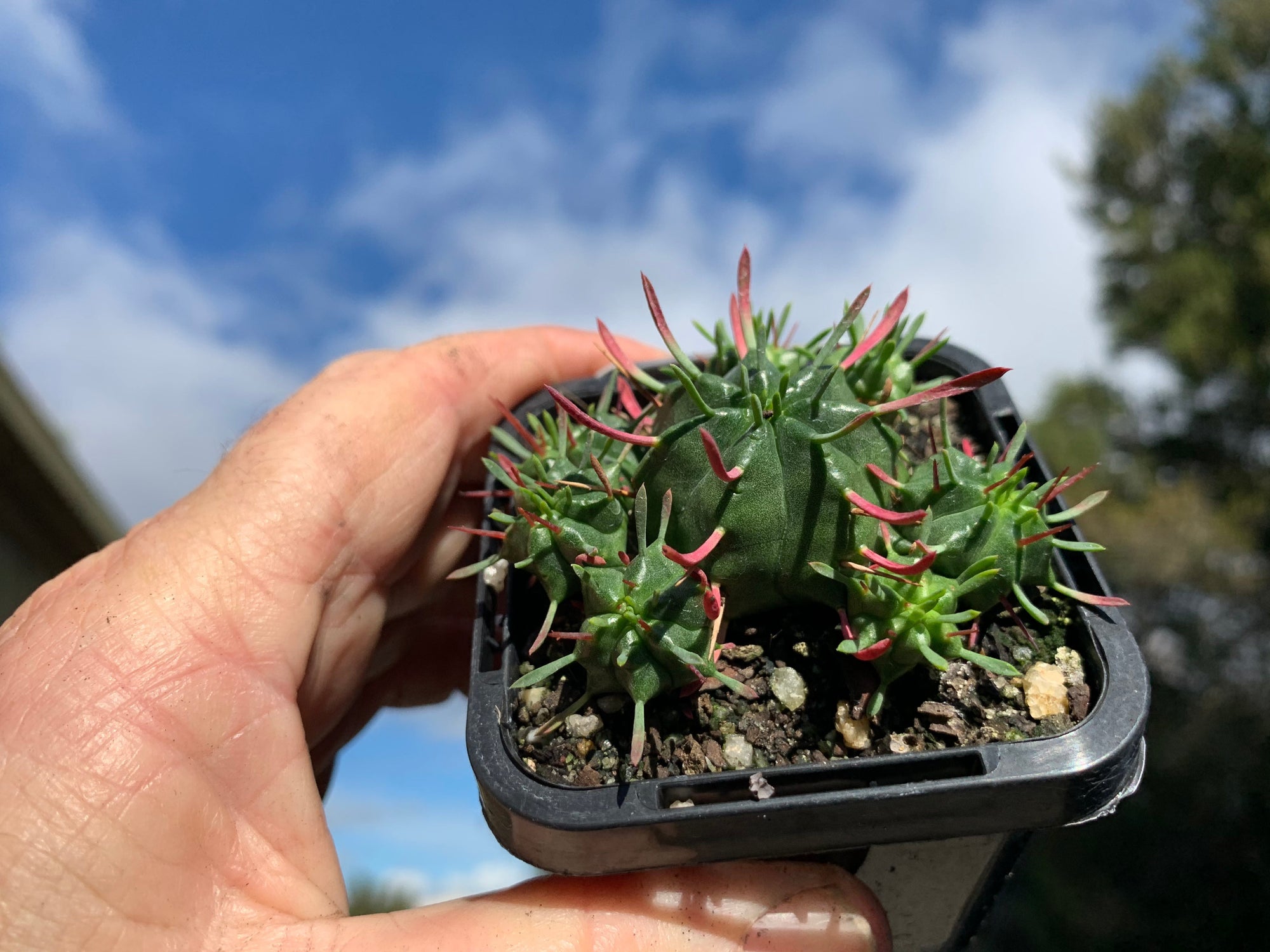 Euphorbia pulvinata (NOT FOR WA)