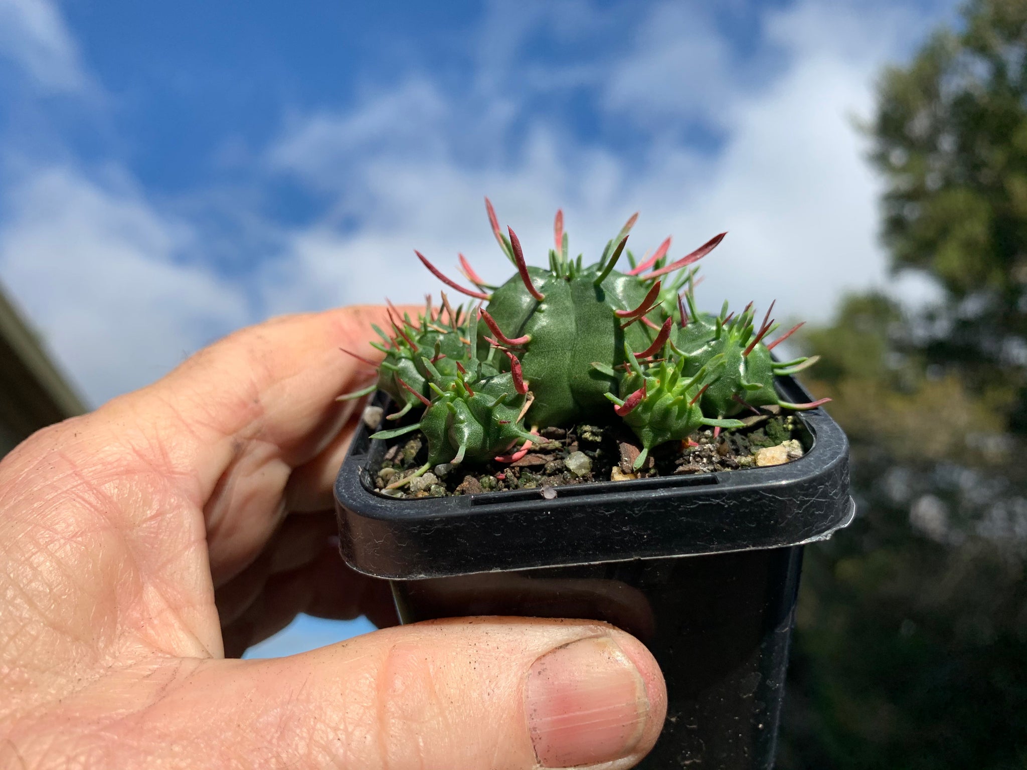 Euphorbia pulvinata (NOT FOR WA)