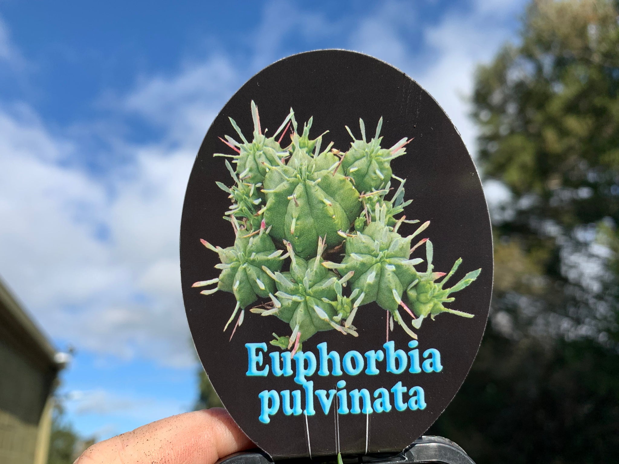 Euphorbia pulvinata (NOT FOR WA)