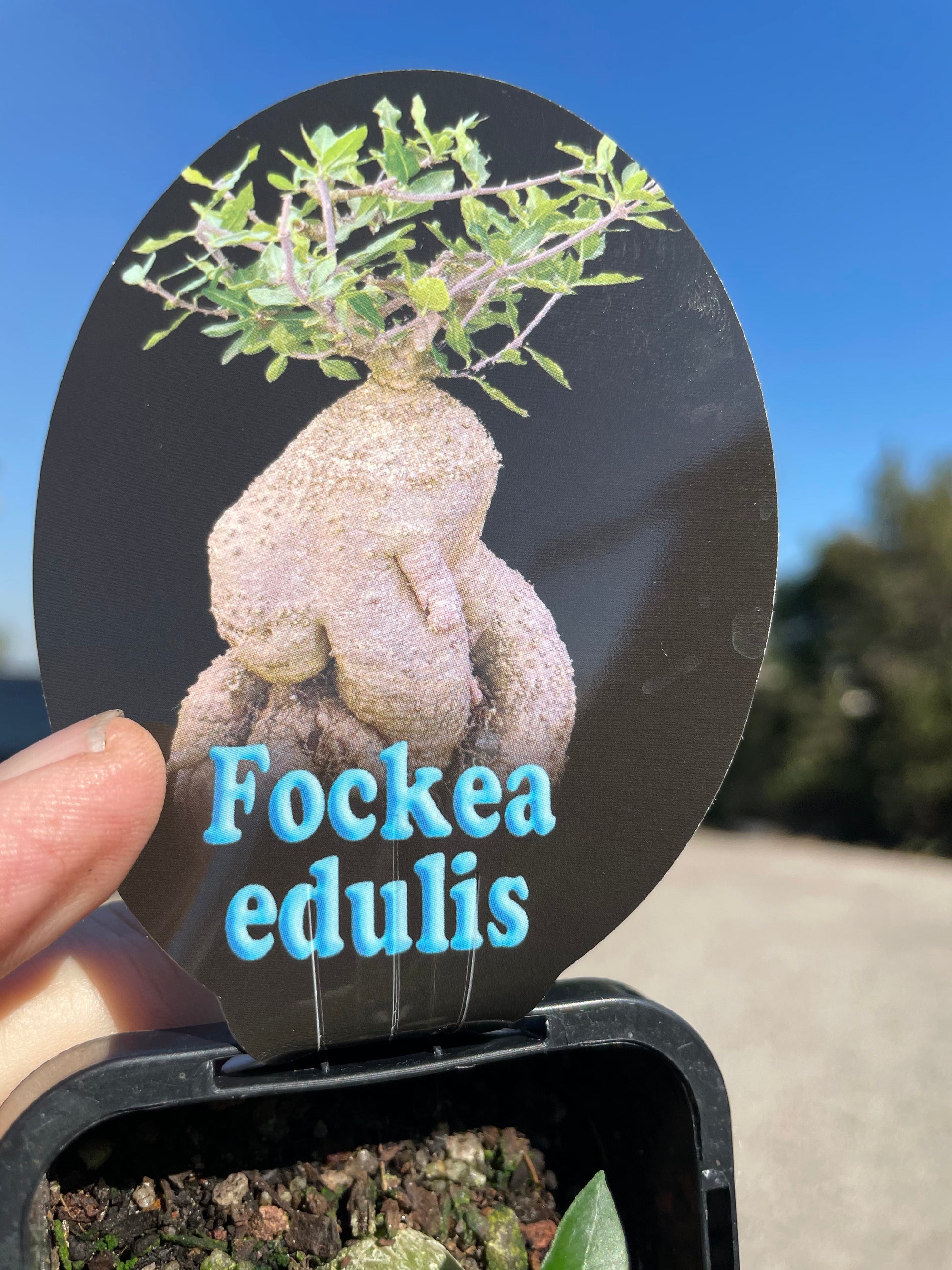 Fockea edulis