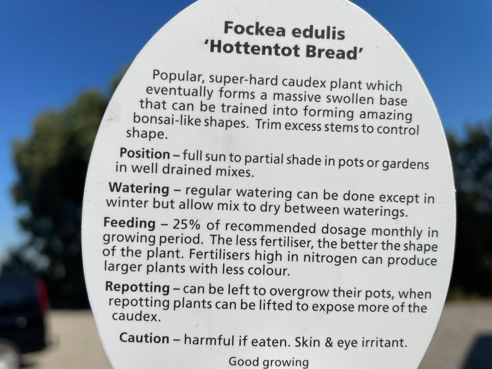 Fockea edulis