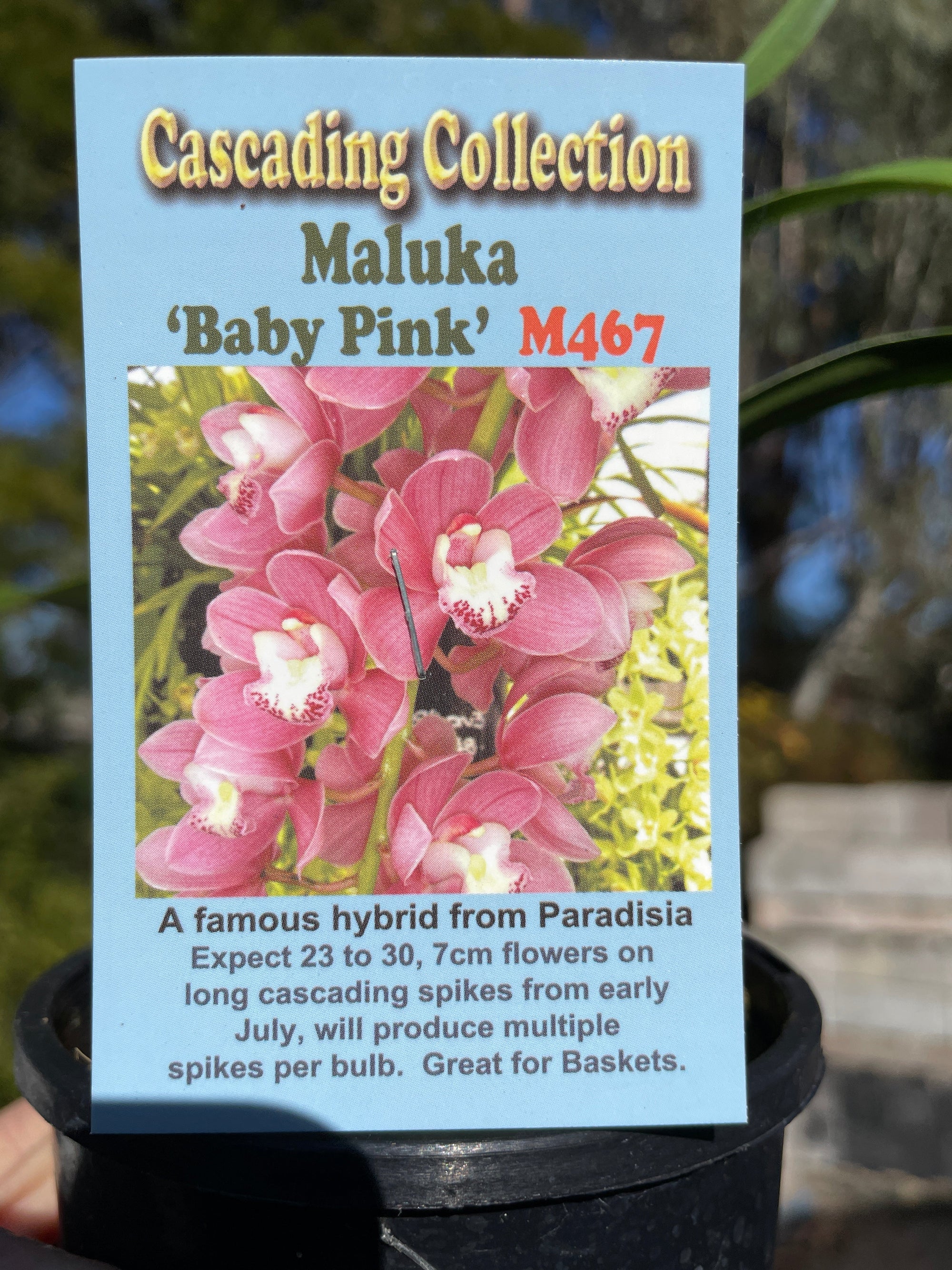 Cymbidium Maluka 'Baby Pink'