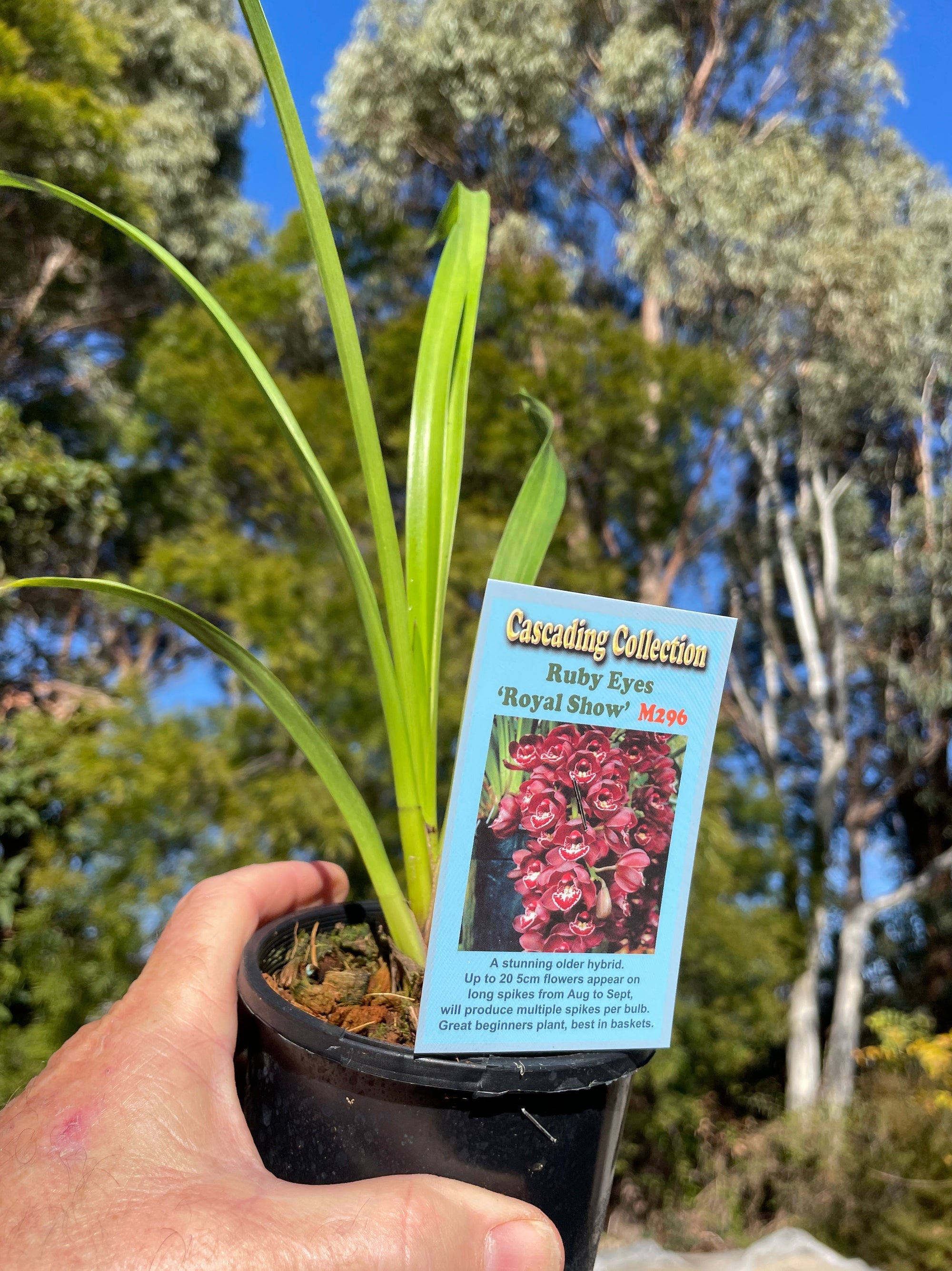 Cymbidium Maluka 'Baby Pink'