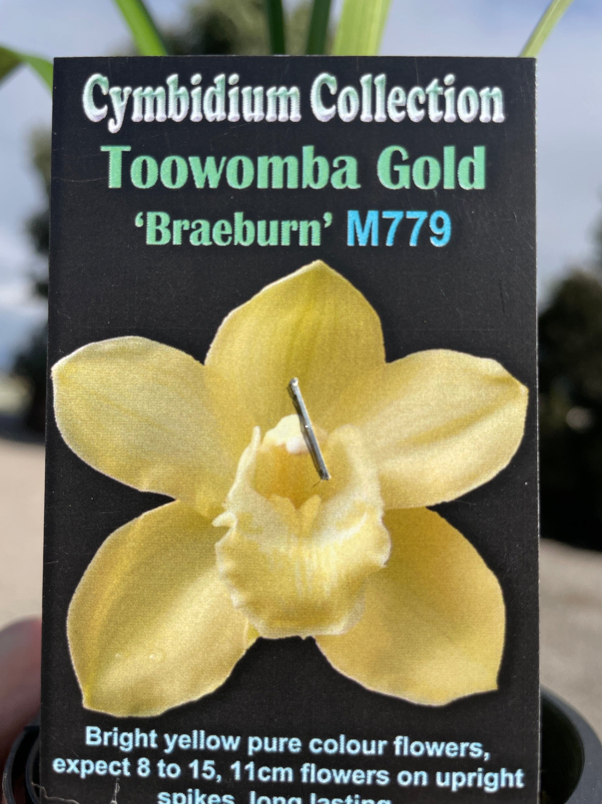 Cymbidium Toowoomba Gold 'Braeburn'