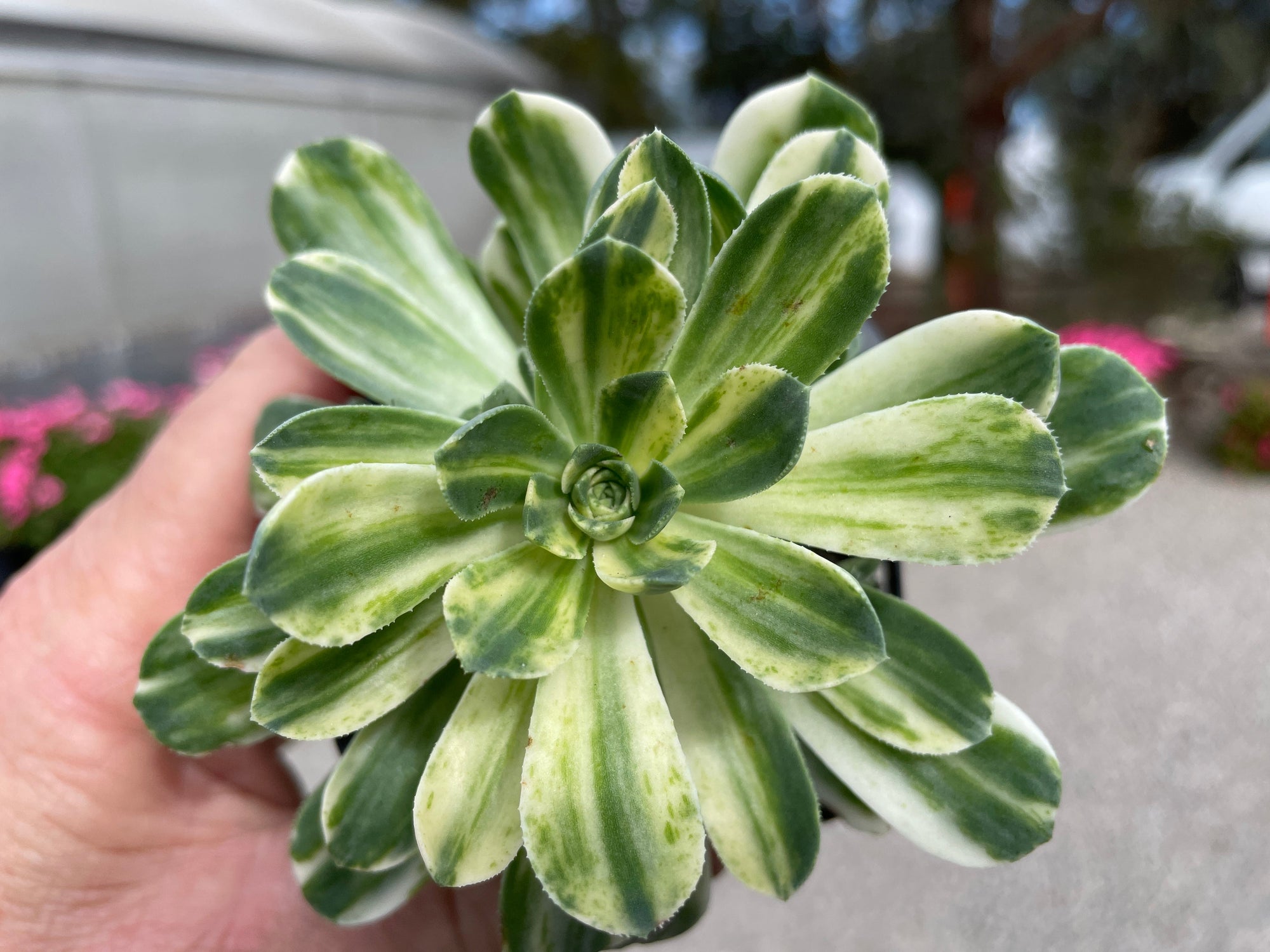 Aeonium 'Abbey Brook'