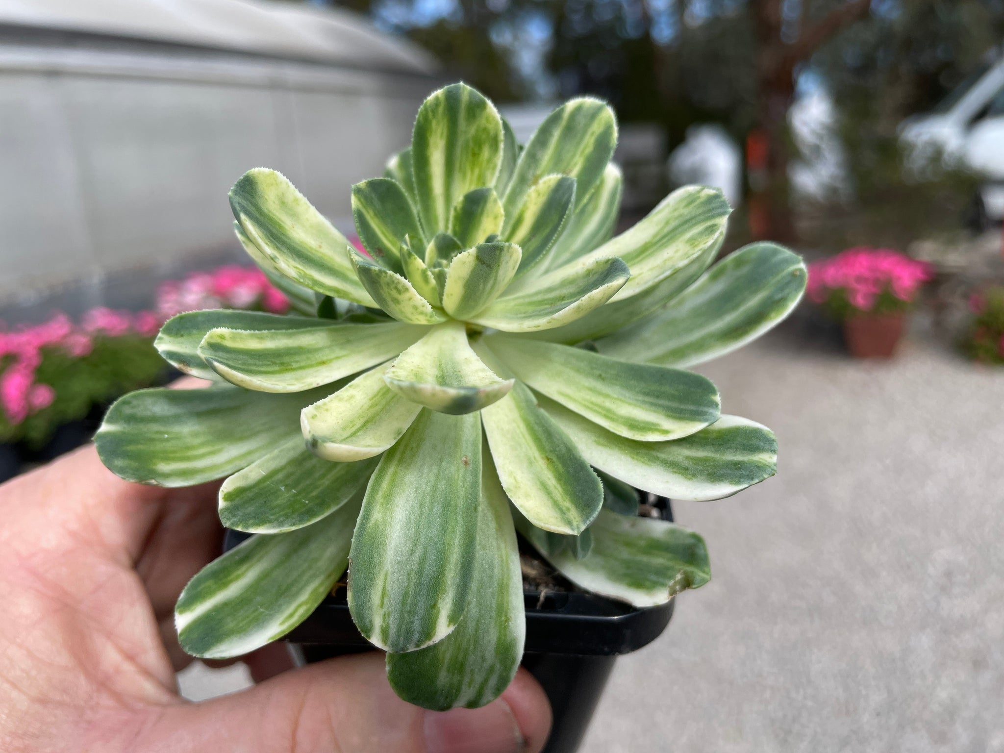 Aeonium 'Abbey Brook'