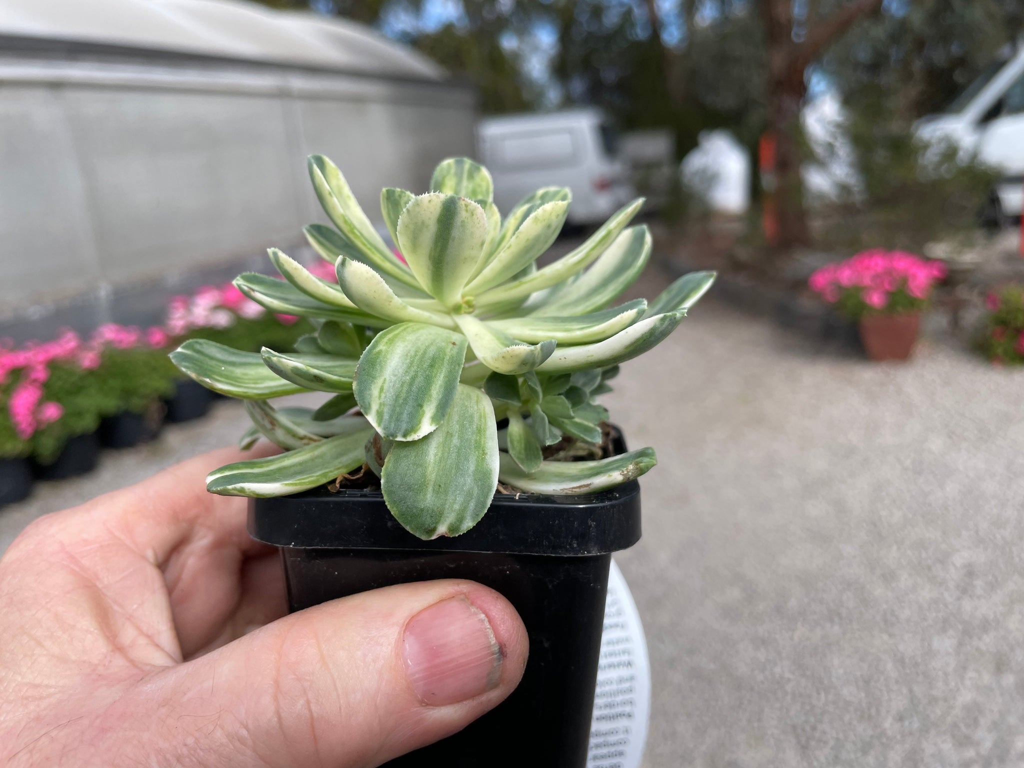 Aeonium 'Abbey Brook'