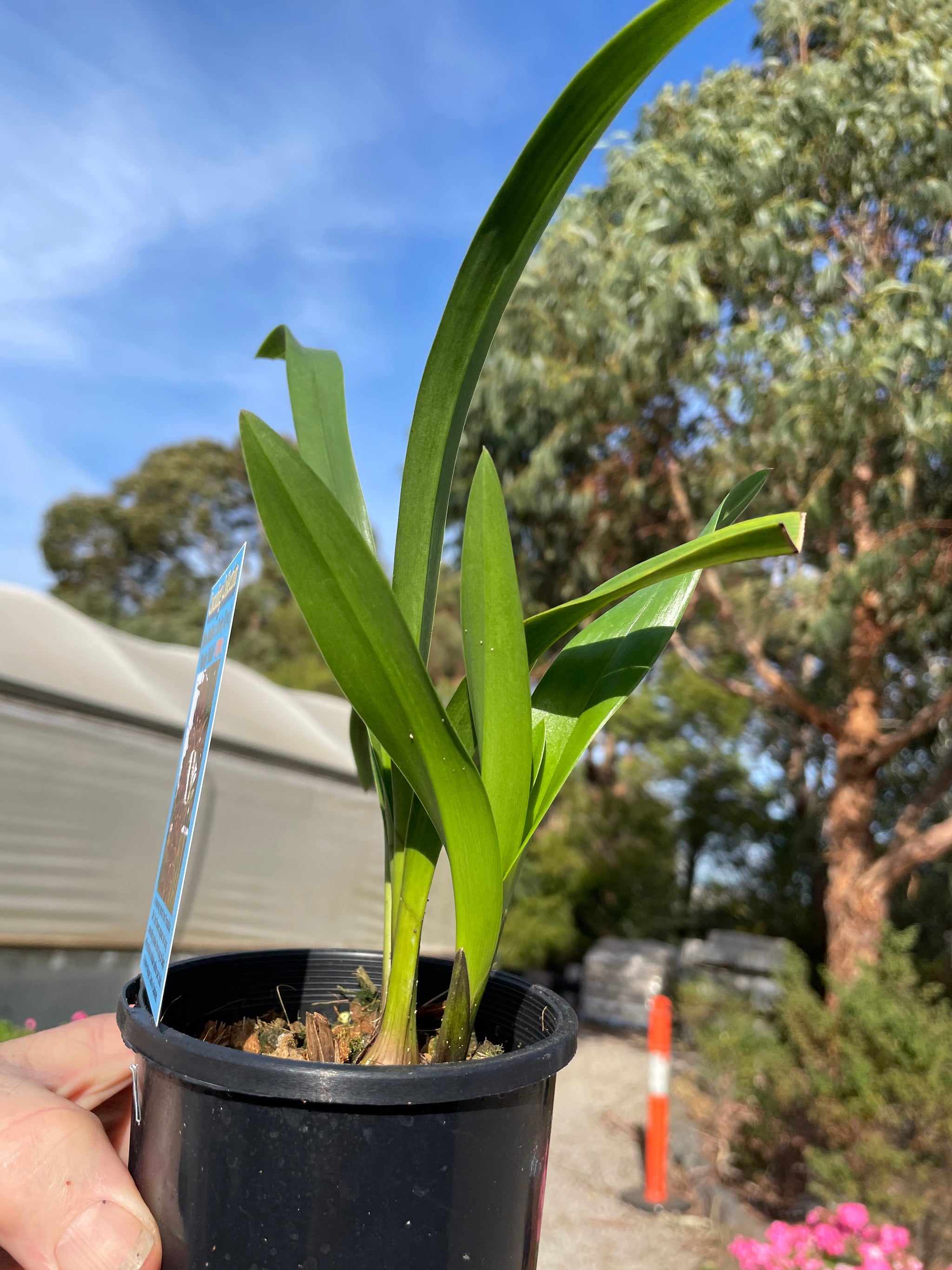 Cymbidium 'Ruby Falls'