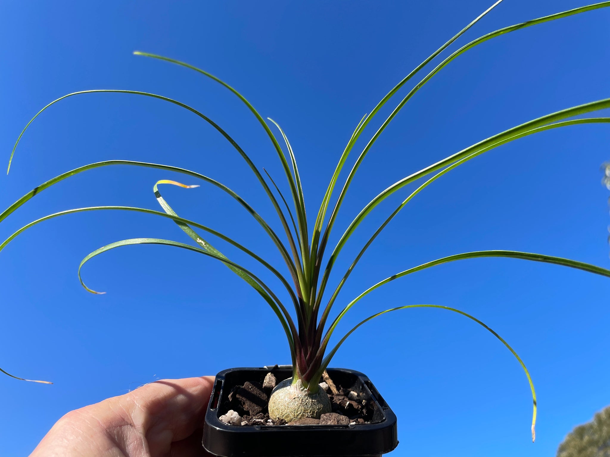 Beaucarnea recurvata 'Ponytail Palm'