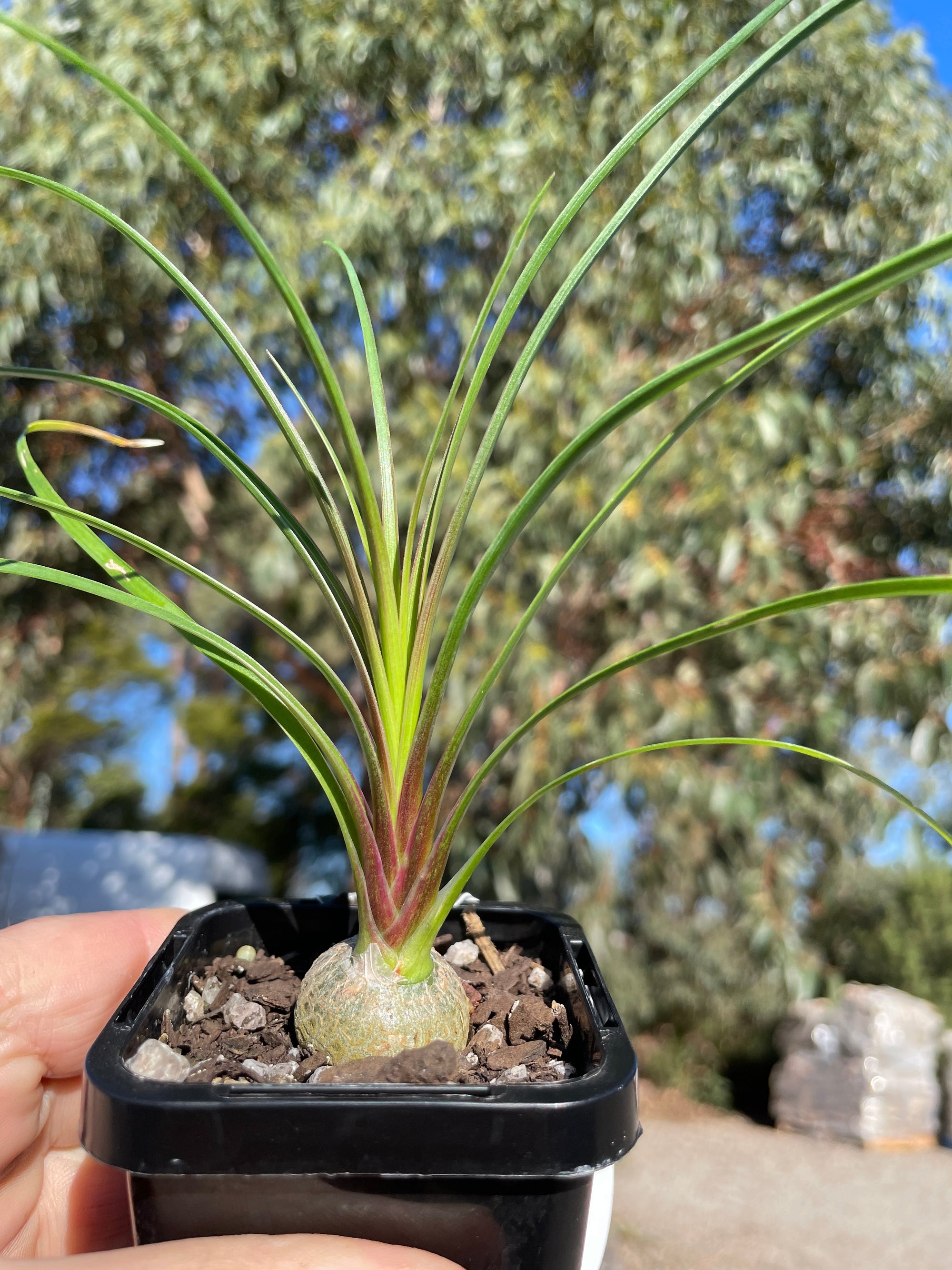 Beaucarnea recurvata 'Ponytail Palm'