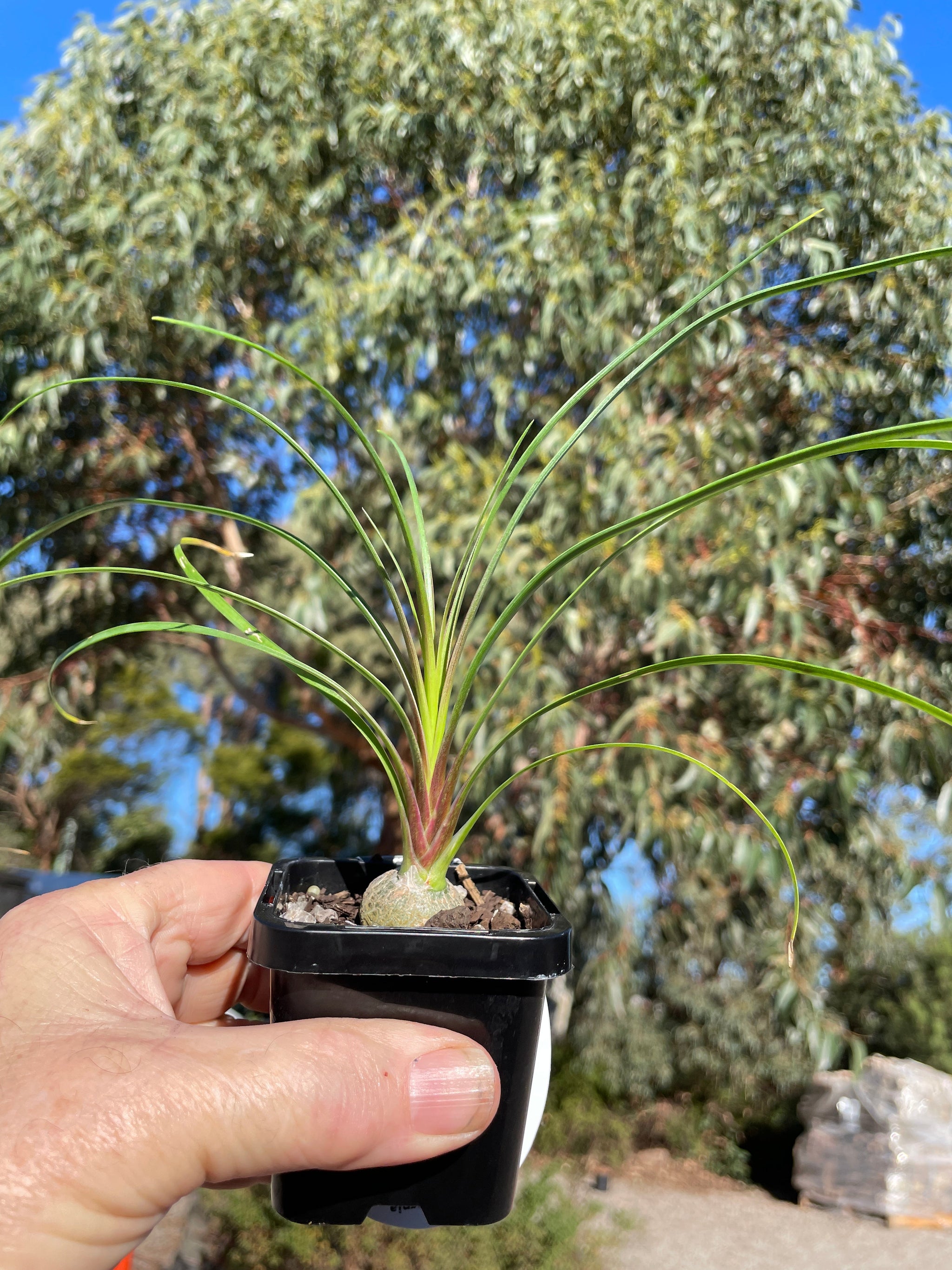 Beaucarnea recurvata 'Ponytail Palm'