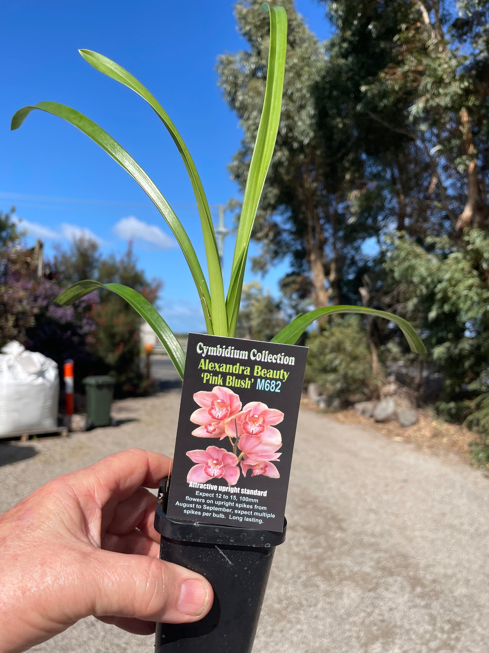 Cymbidium Alexandra Beauty 'Pink Blush'