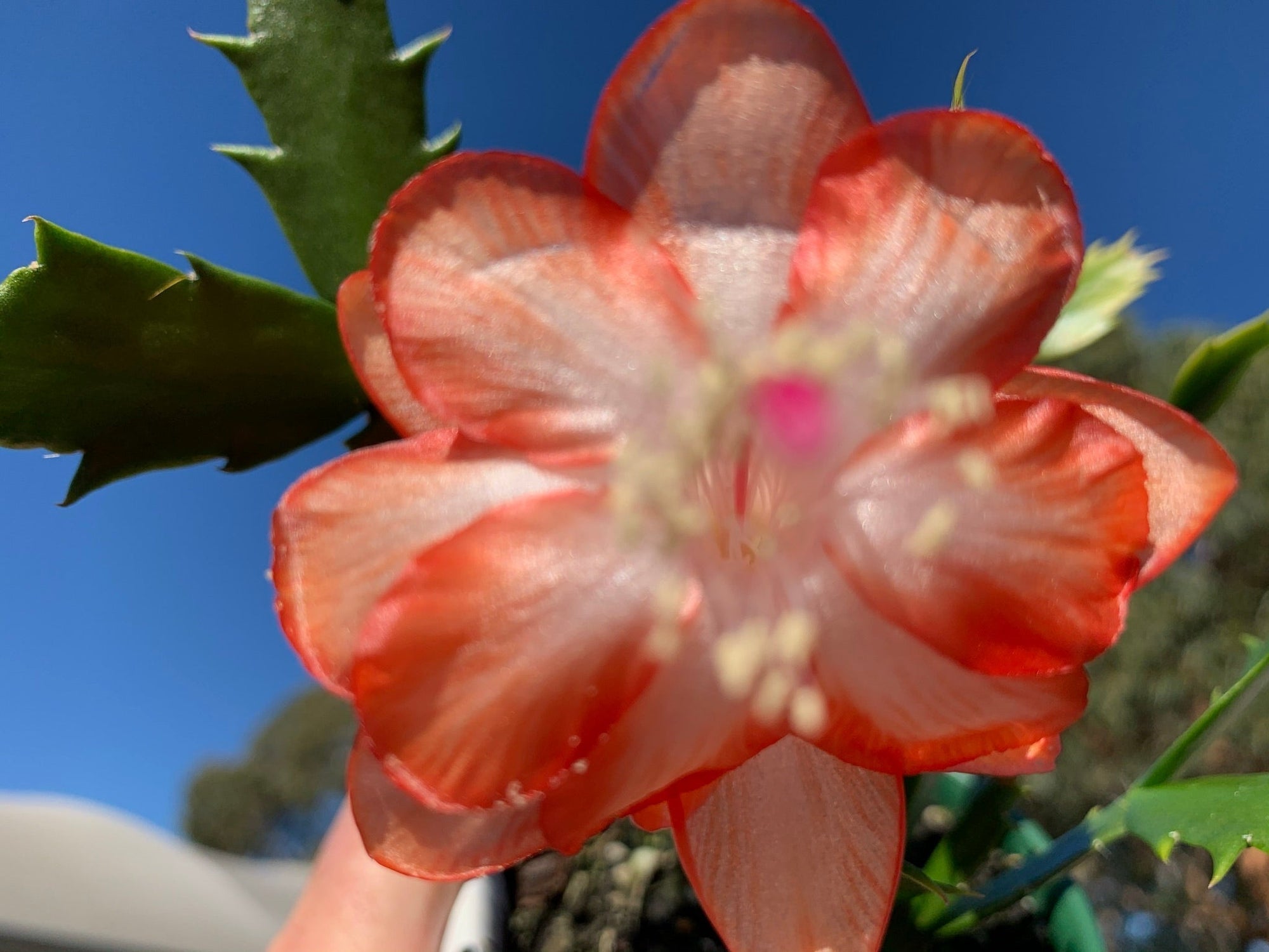 Zygocactus Schlumbergera 'Cecilia' 66mm Pot