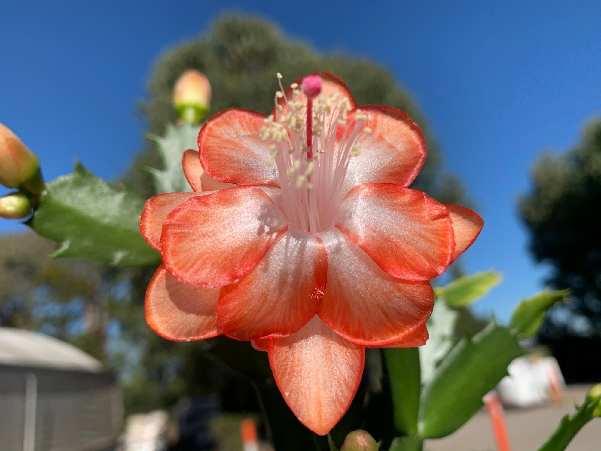 Zygocactus Schlumbergera 'Cecilia' 66mm Pot