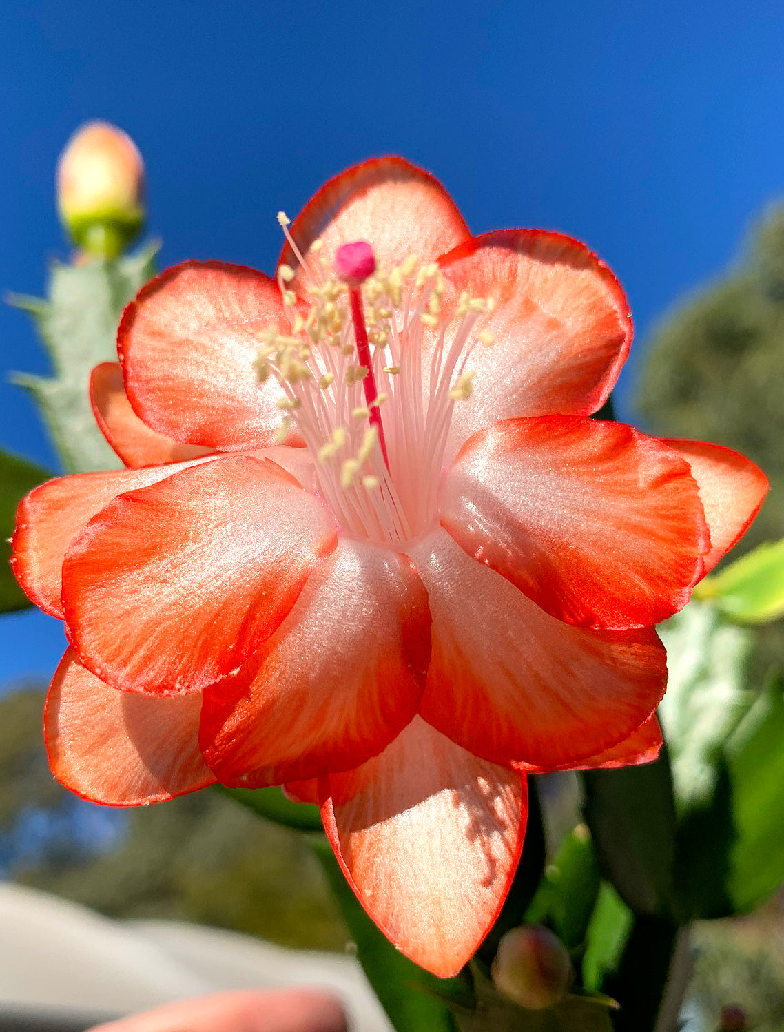 Zygocactus Schlumbergera 'Cecilia' 66mm Pot