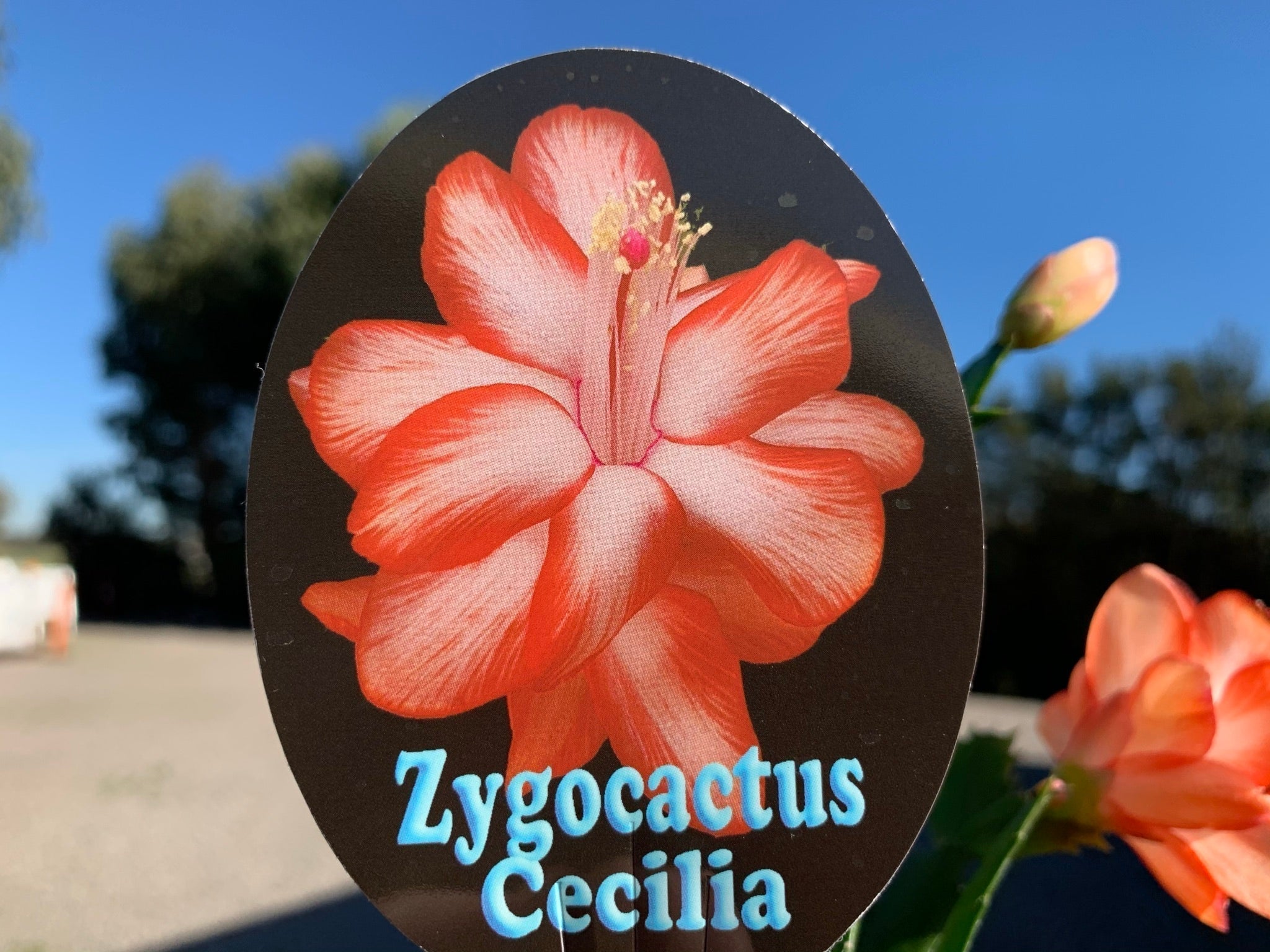 Zygocactus Schlumbergera 'Cecilia' 66mm Pot