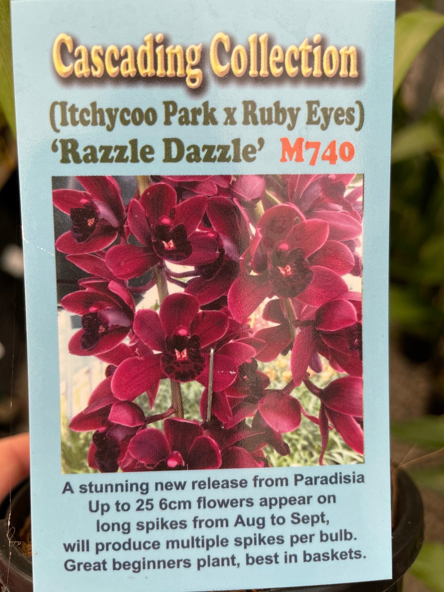 Cymbidium Itchycoo Park x Ruby Eyes  'Razzle Dazzle'