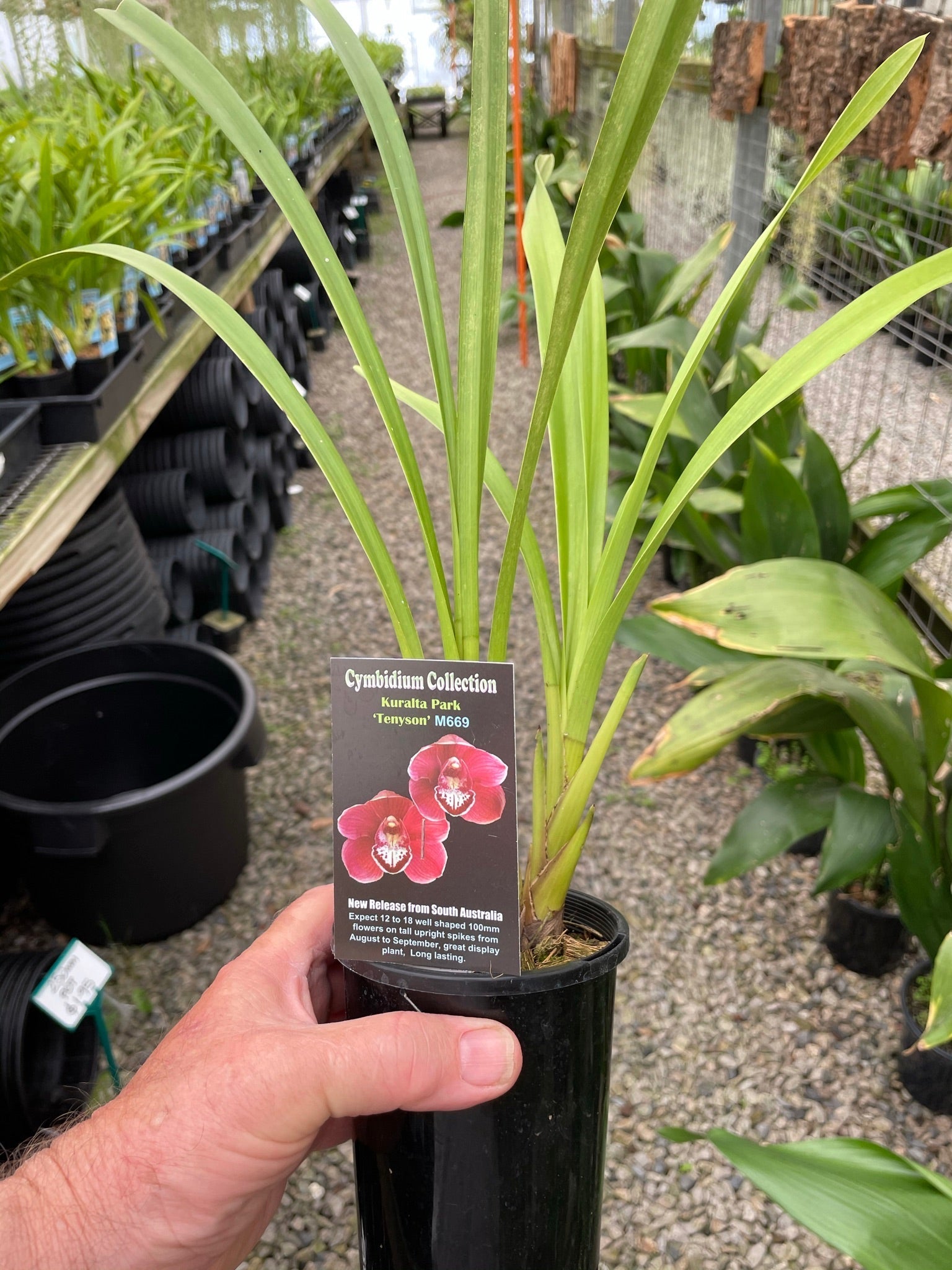 Cymbidium Kuralta Park 'Tennyson'