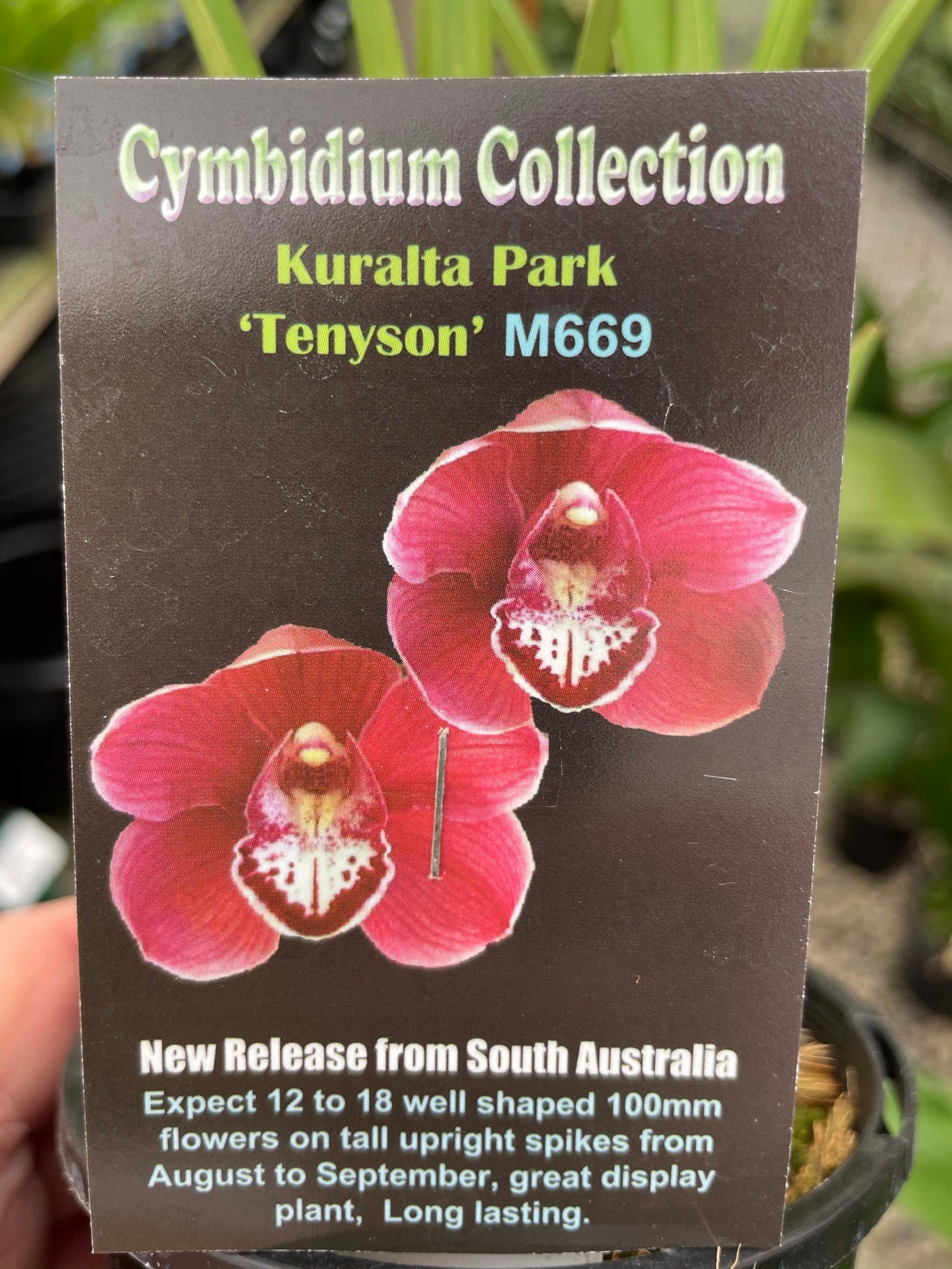 Cymbidium Kuralta Park 'Tennyson'