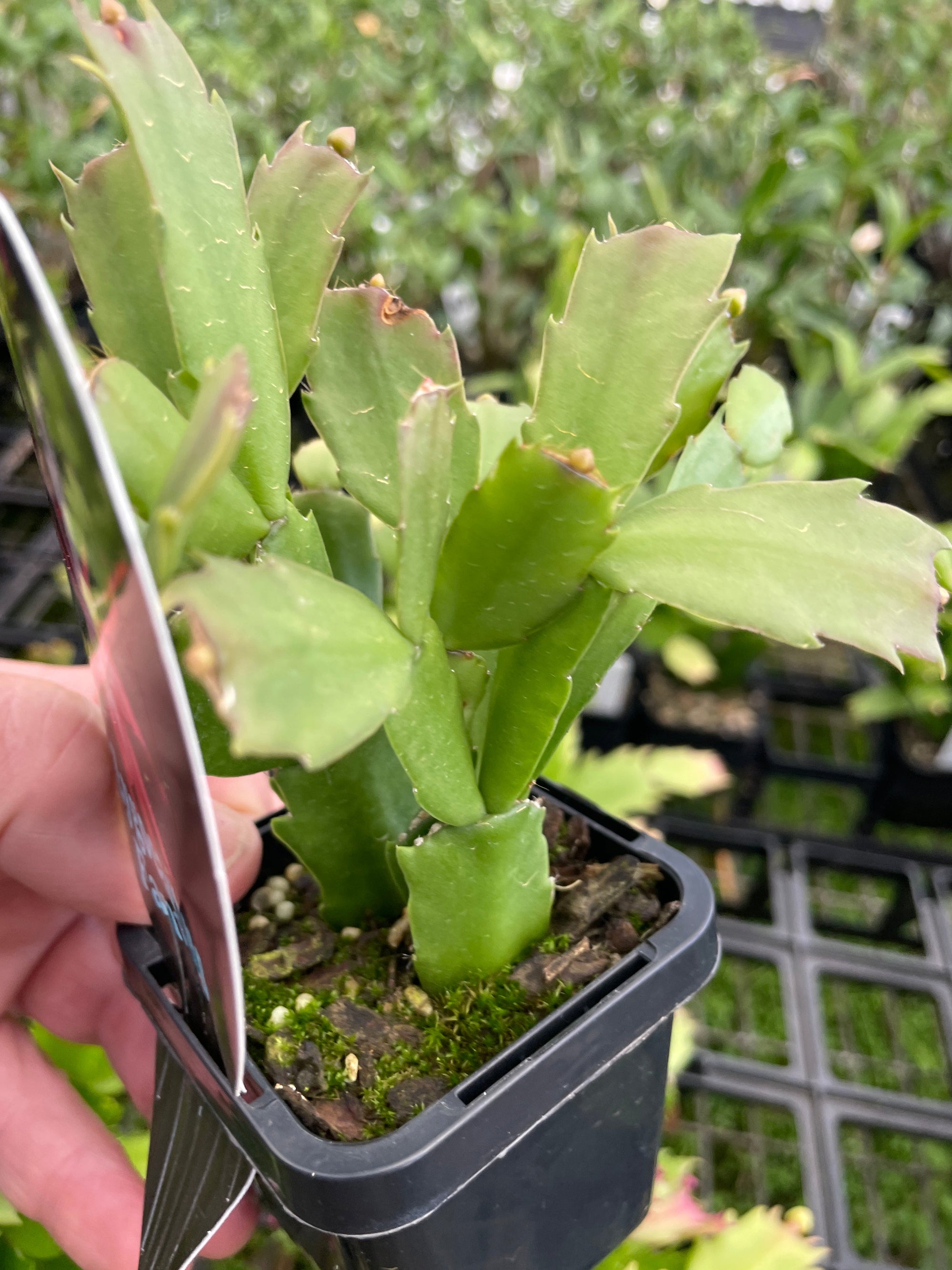 Zygocactus Schlumbergera 'Fantasia' 66mm Pot