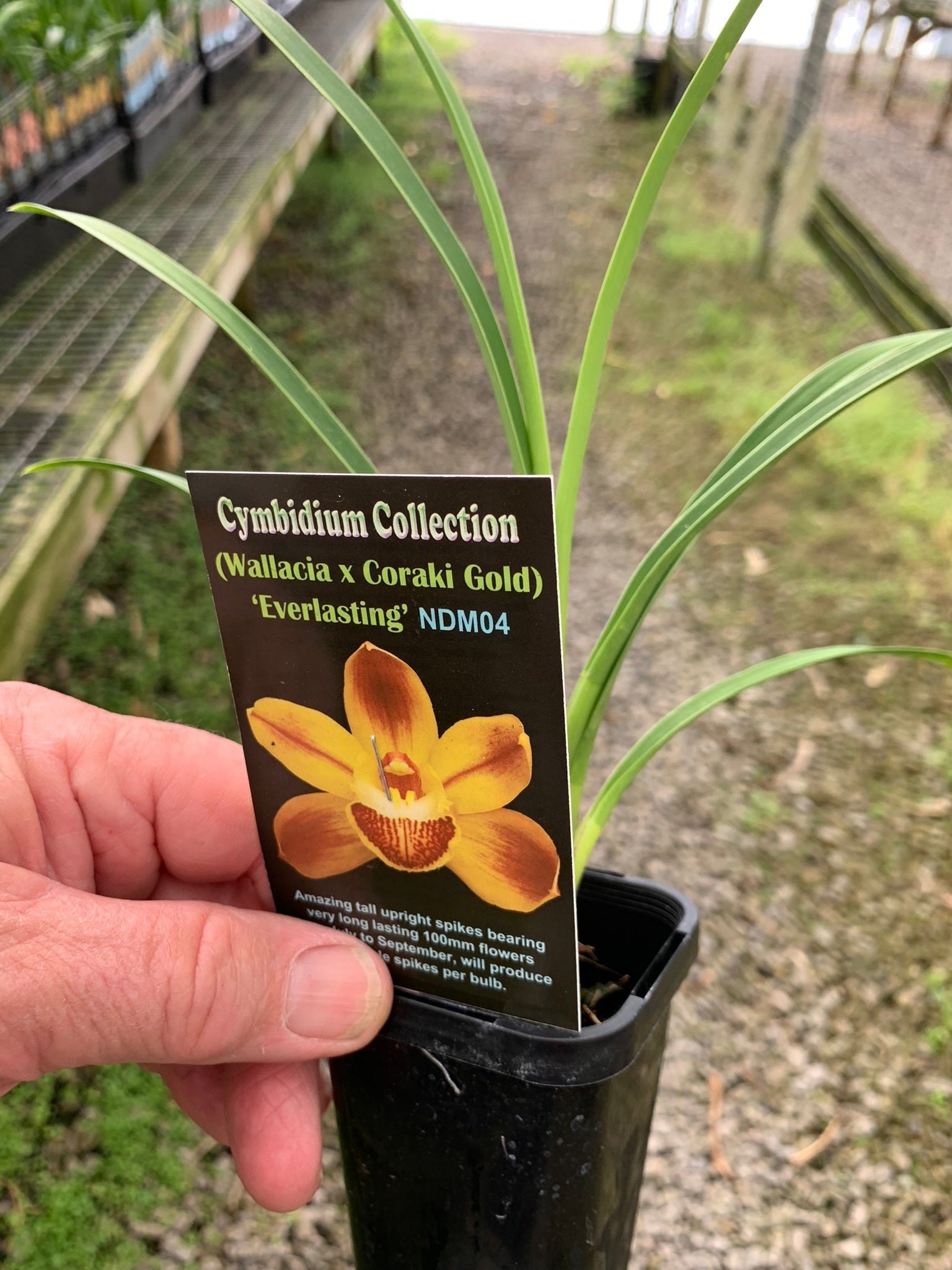 Cymbidium 'Everlasting'