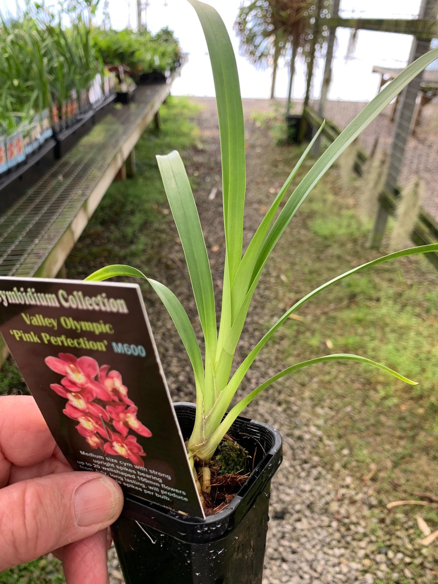 Cymbidium Valley Olympic 'Pink Perfection'