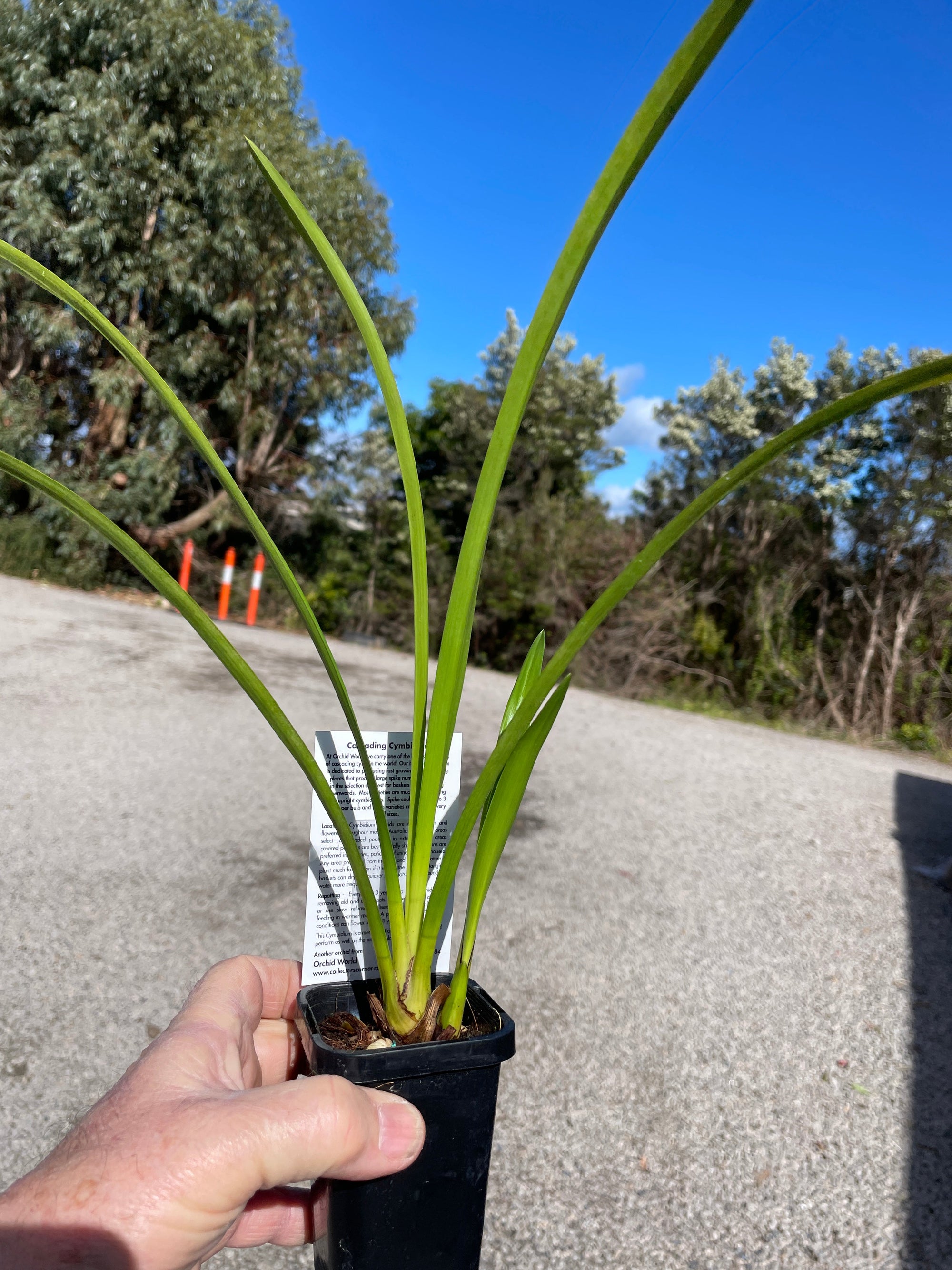 Cymbidium Sarah Jean 'Limelight'