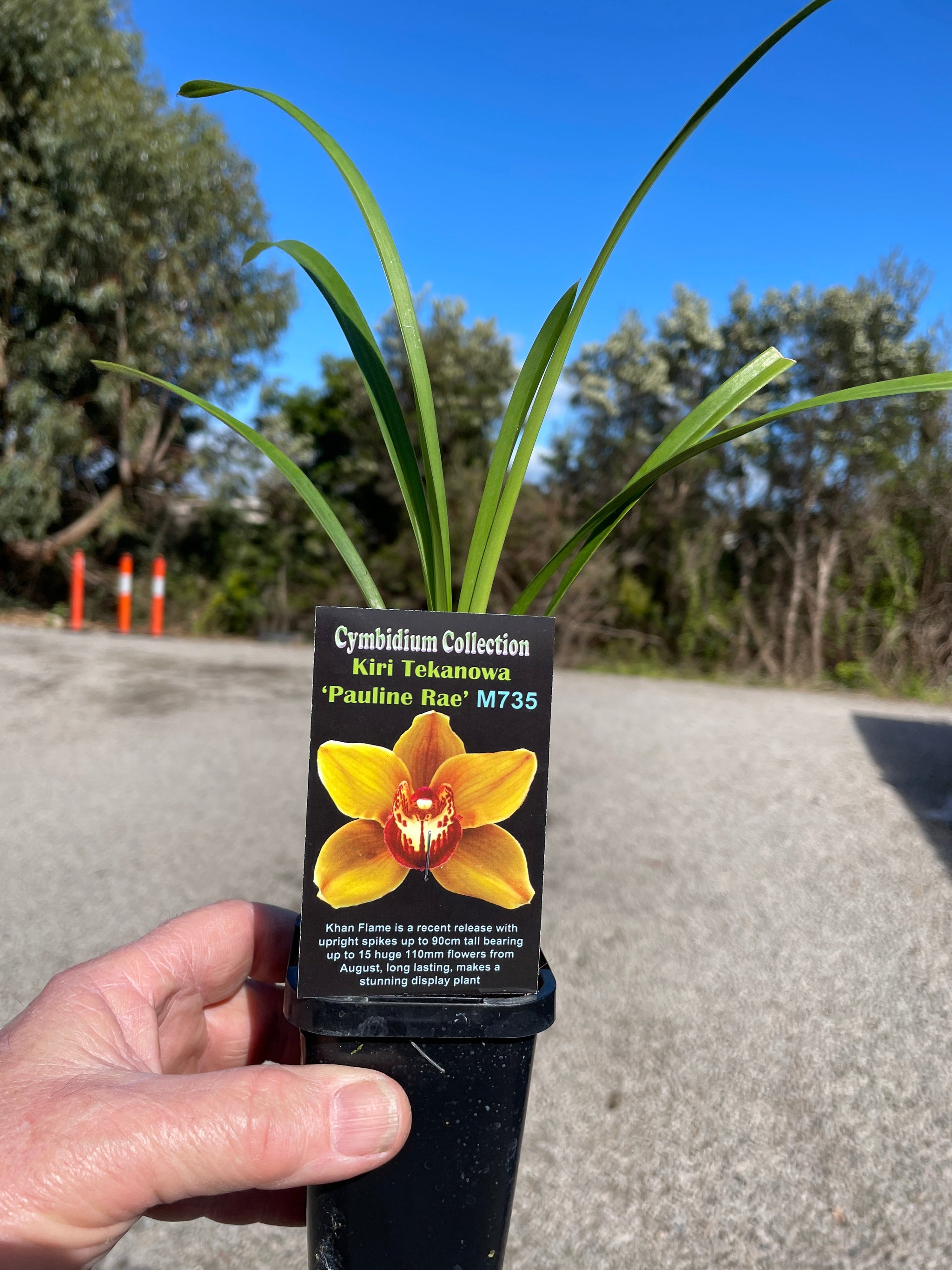 Cymbidium Kiri Te Kanawa 'Pauline Rae'