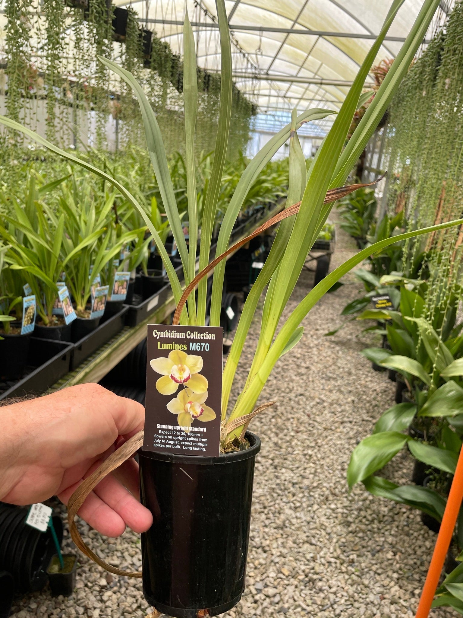 Cymbidium Lumines super sized