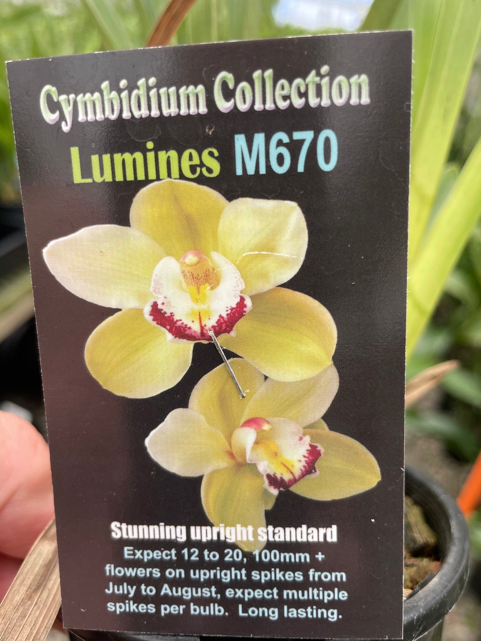 Cymbidium Lumines super sized