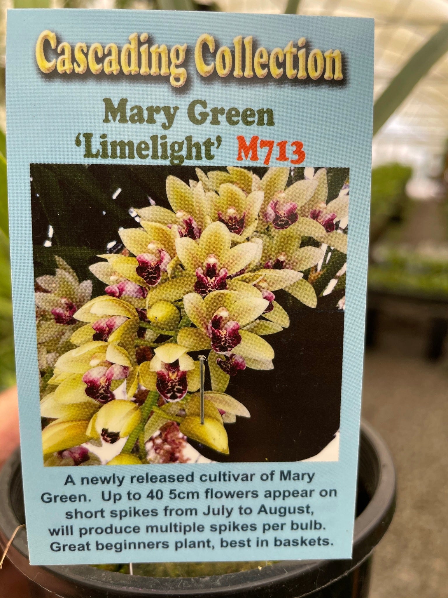 Cymbidium Mary Green 'Limelight'