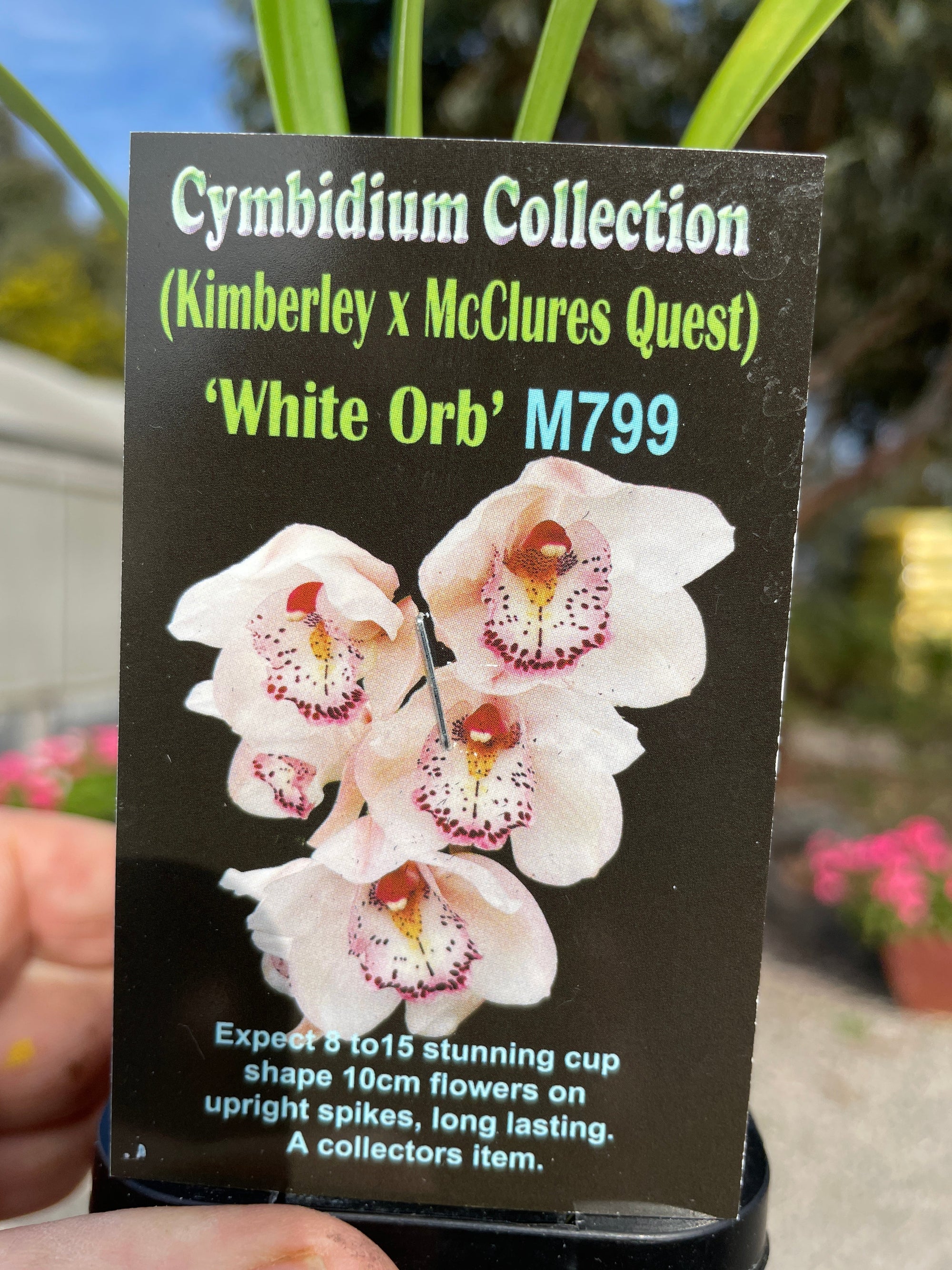 Cymbidium White Orb