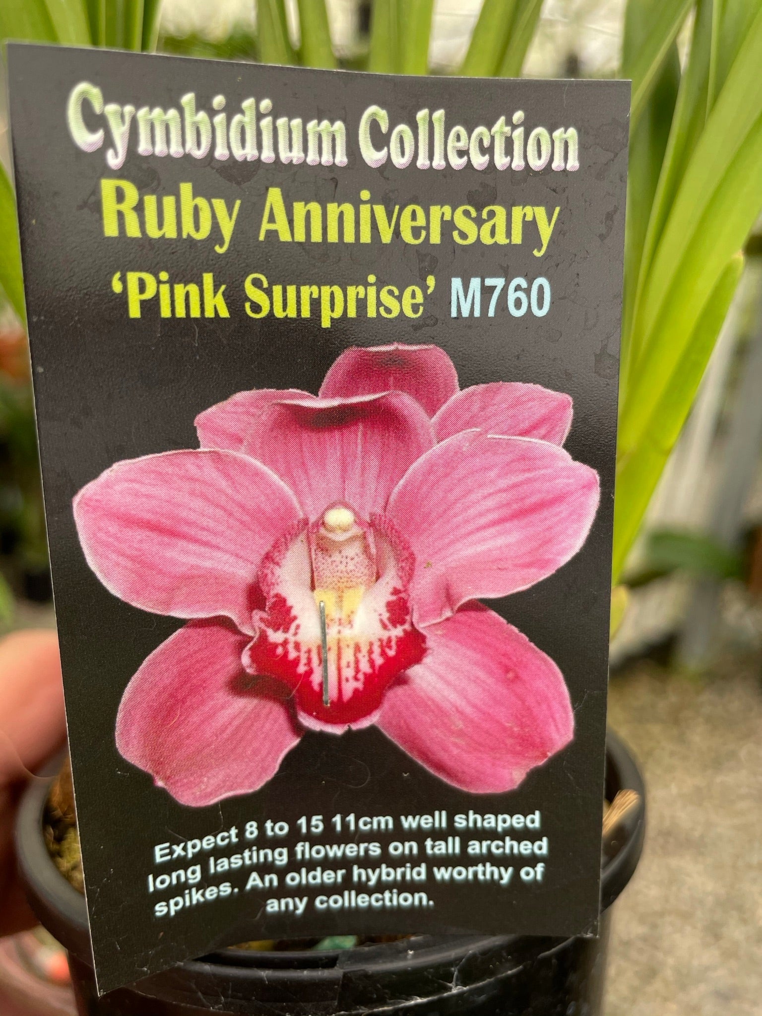 Cymbidium Ruby Anniversary 'Pink Surprise'