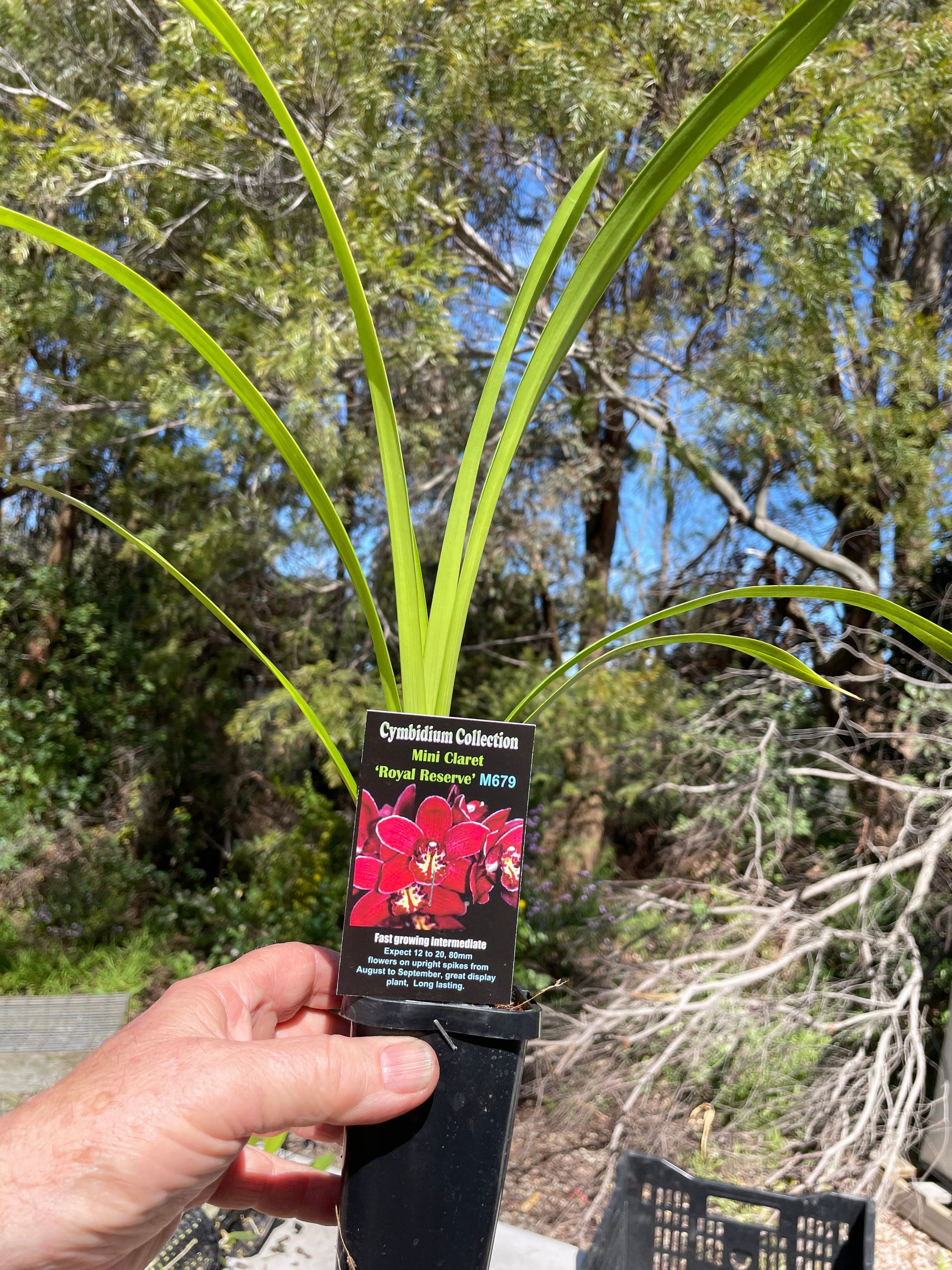 Cymbidium Mini Claret 'Royal Reserve'