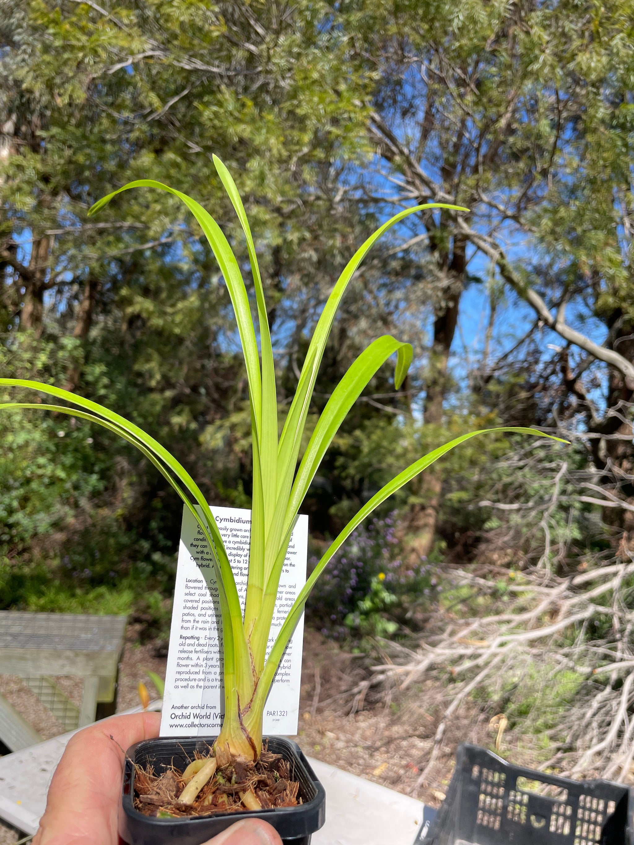 Cymbidium Mini Claret 'Royal Reserve'