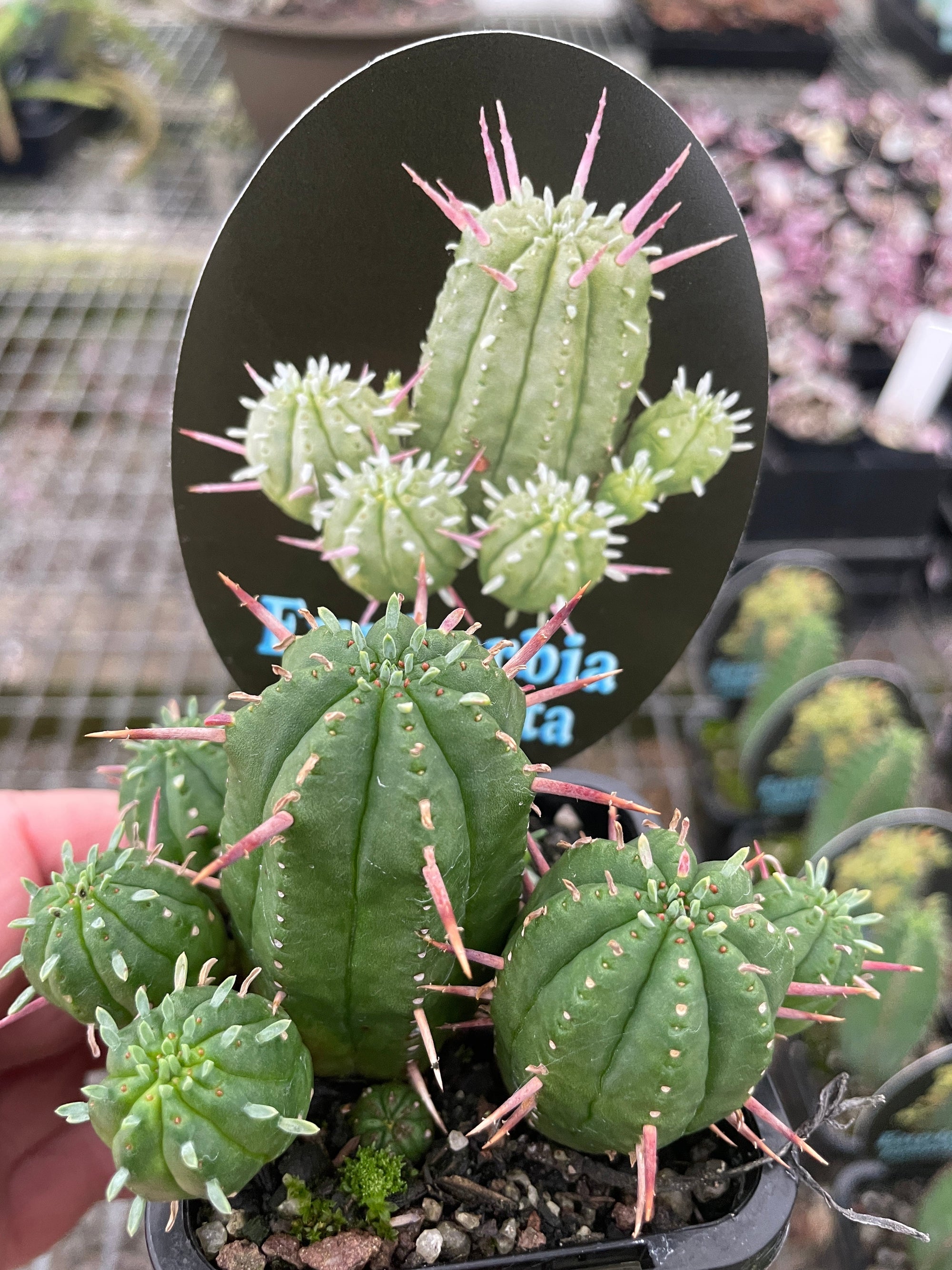 Euphorbia aggregata 66mm Pot (NOT FOR WA)