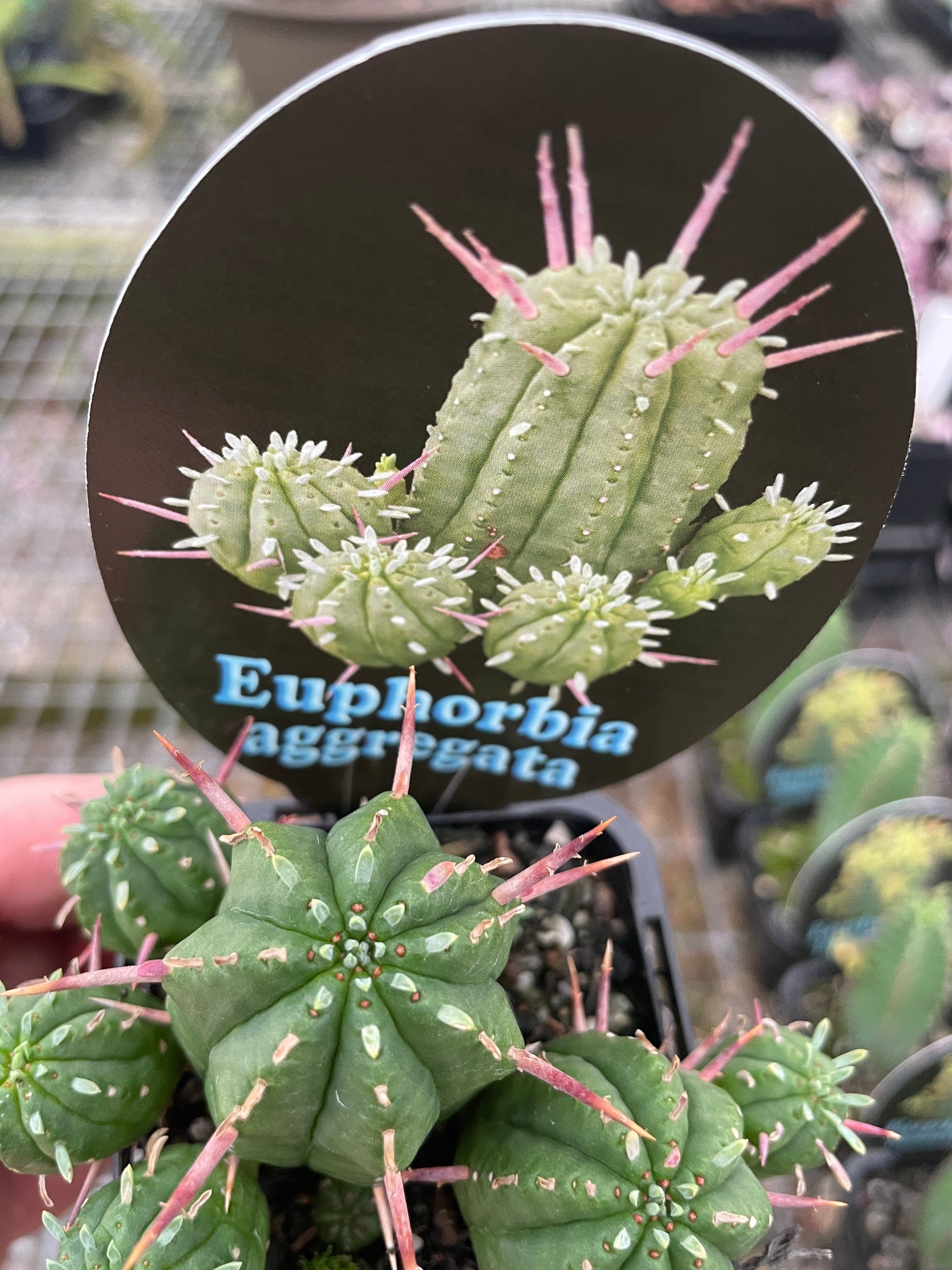 Euphorbia aggregata 66mm Pot (NOT FOR WA)