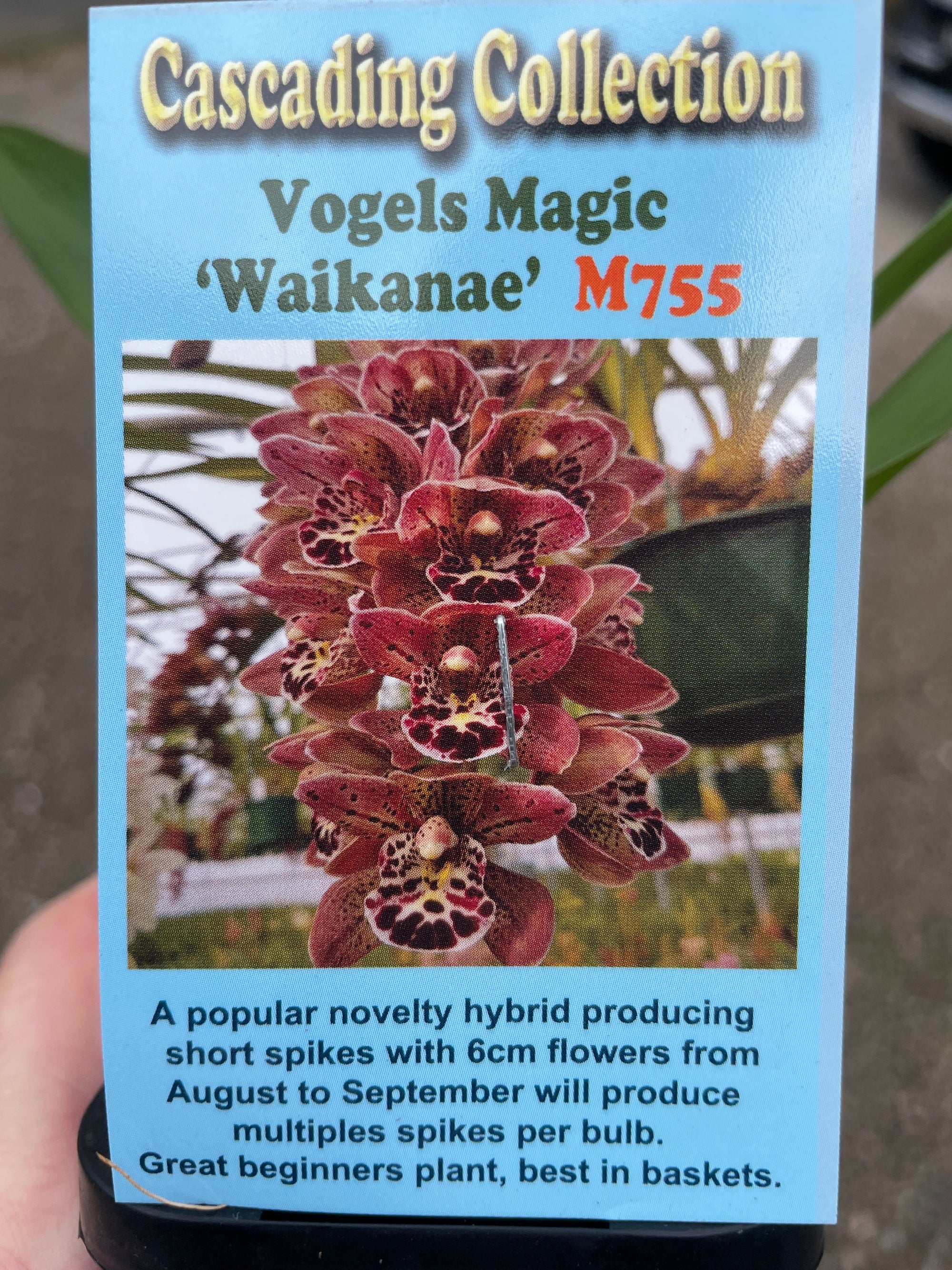 Cymbidium Vogels magic 'Waikanae'. Last 2 for 2024