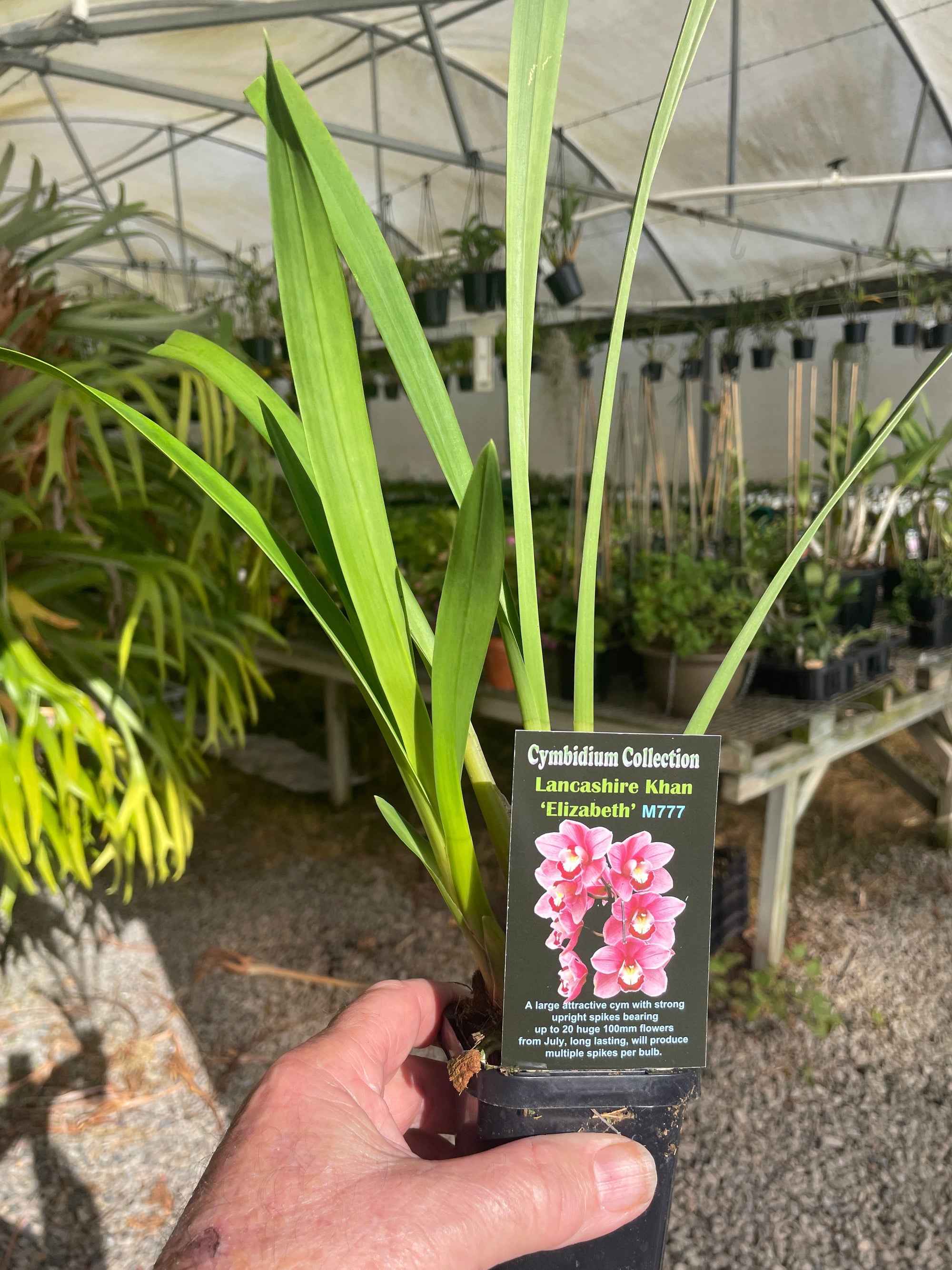 Cymbidium Lancashire Khan 'Elizabeth'