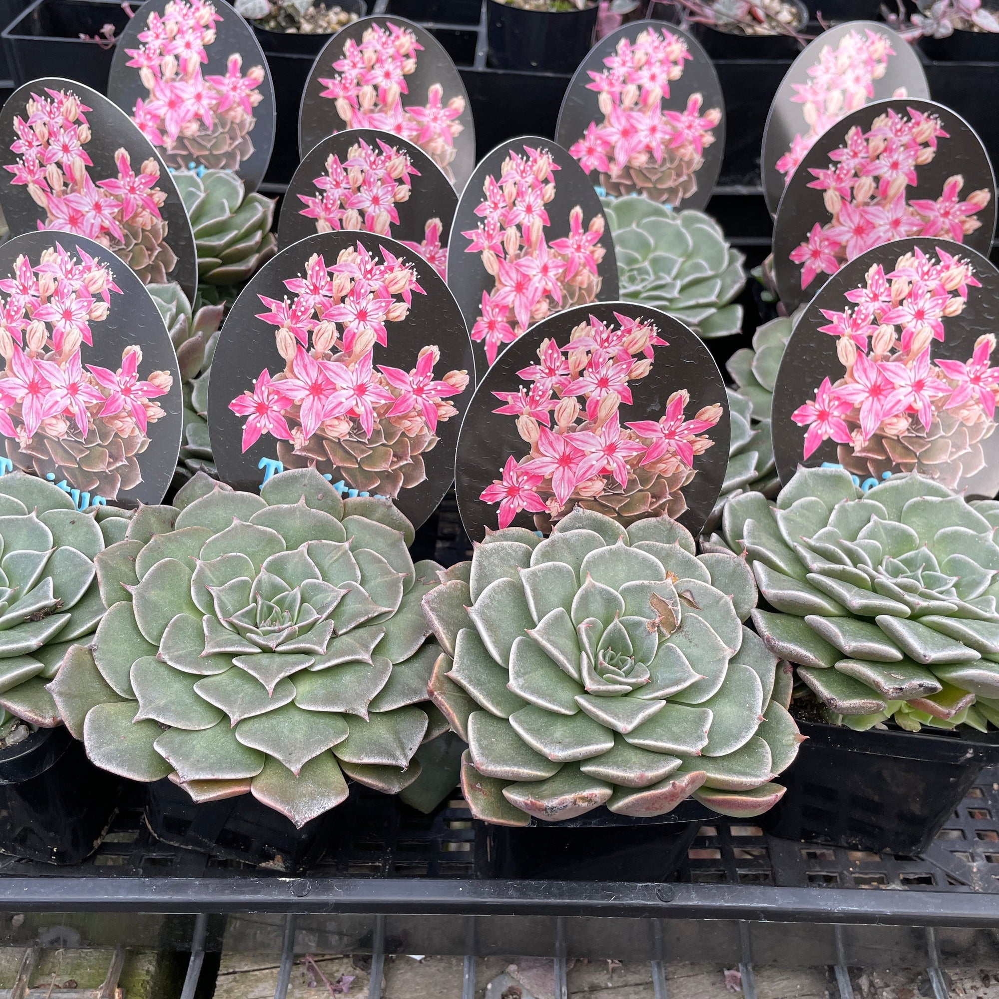 tacitus bellus succulent Tacitus bellus – Collectors Online