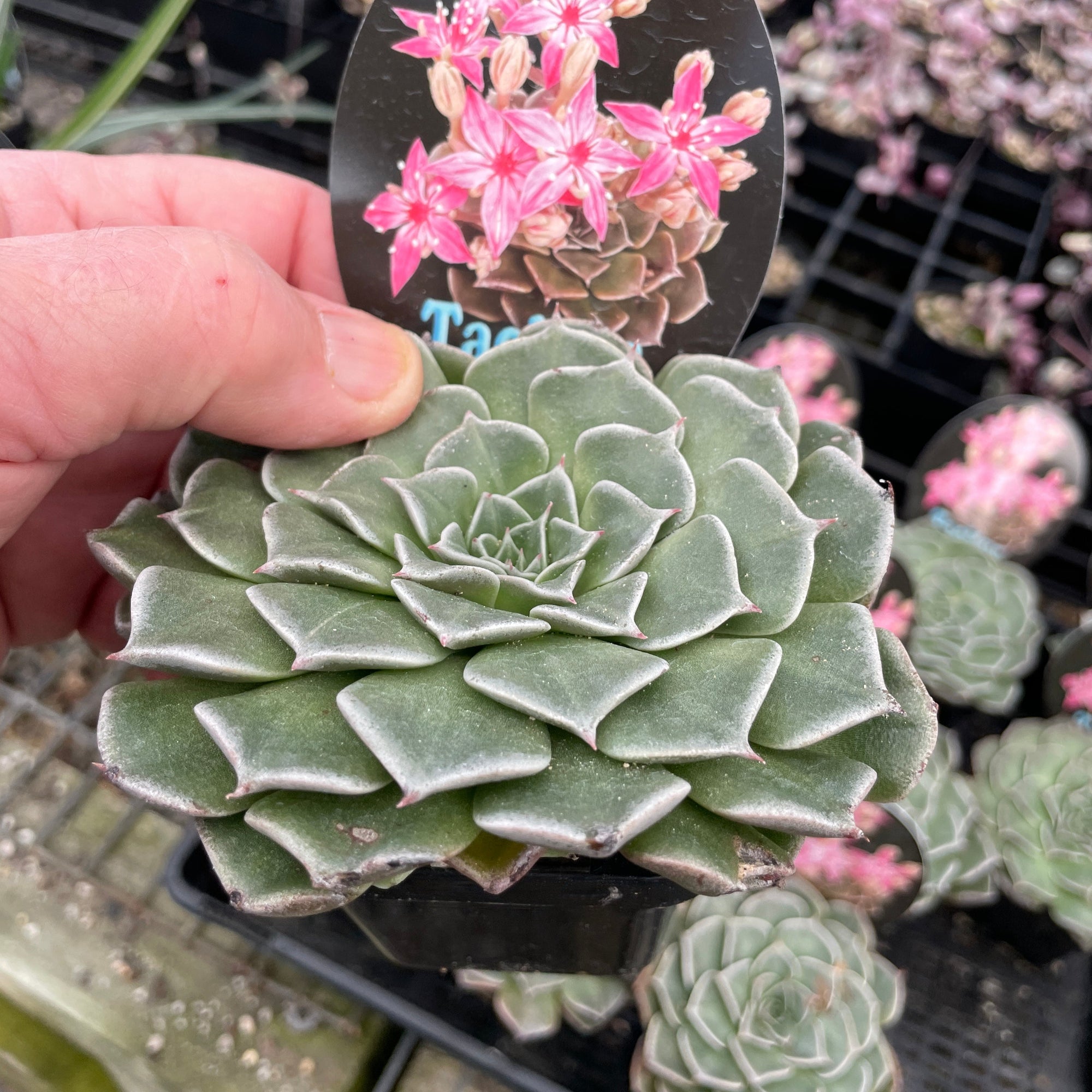 tacitus bellus succulent Tacitus bellus – Collectors Online