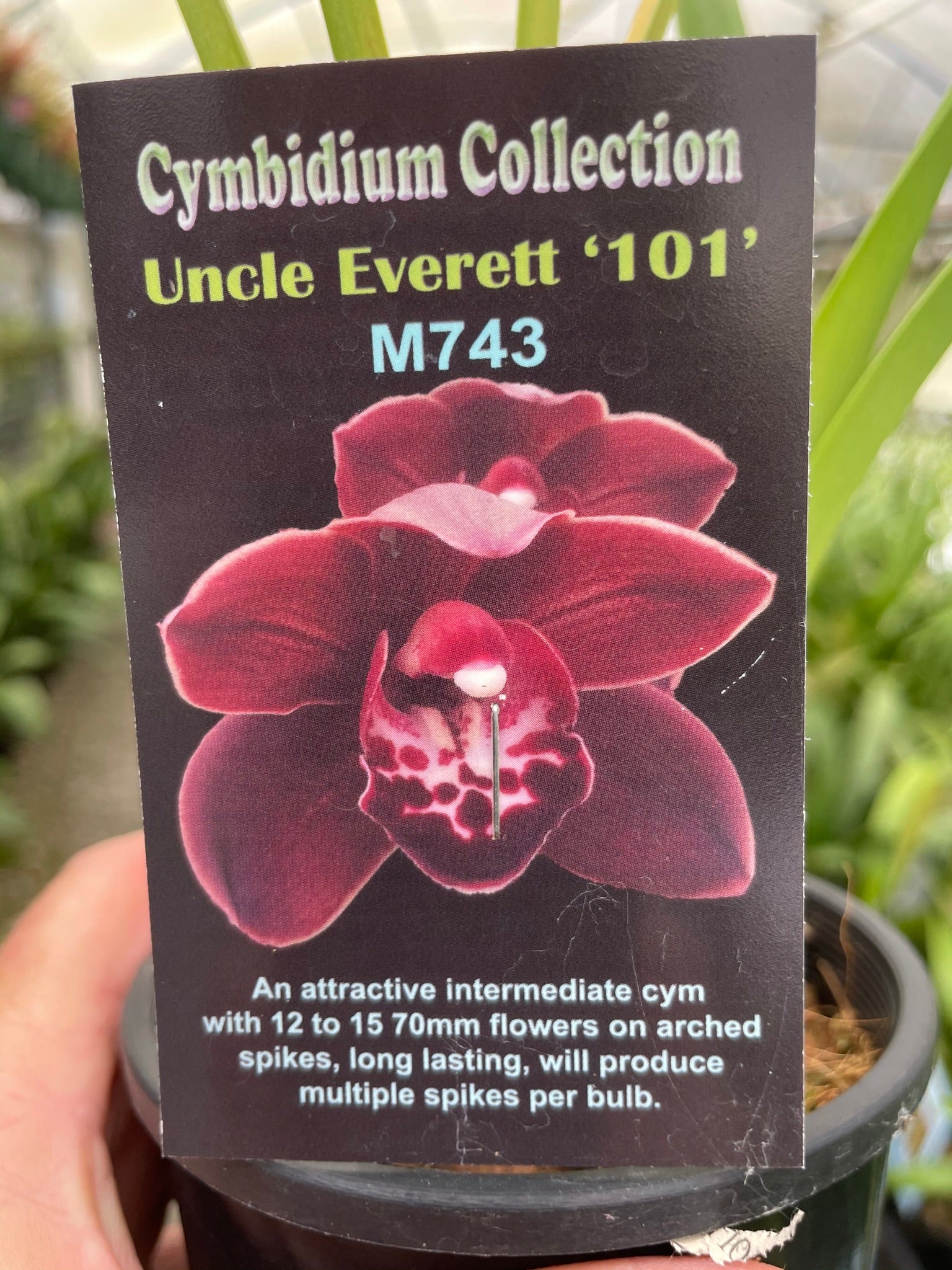 Cymbidium Uncle Everett '101'