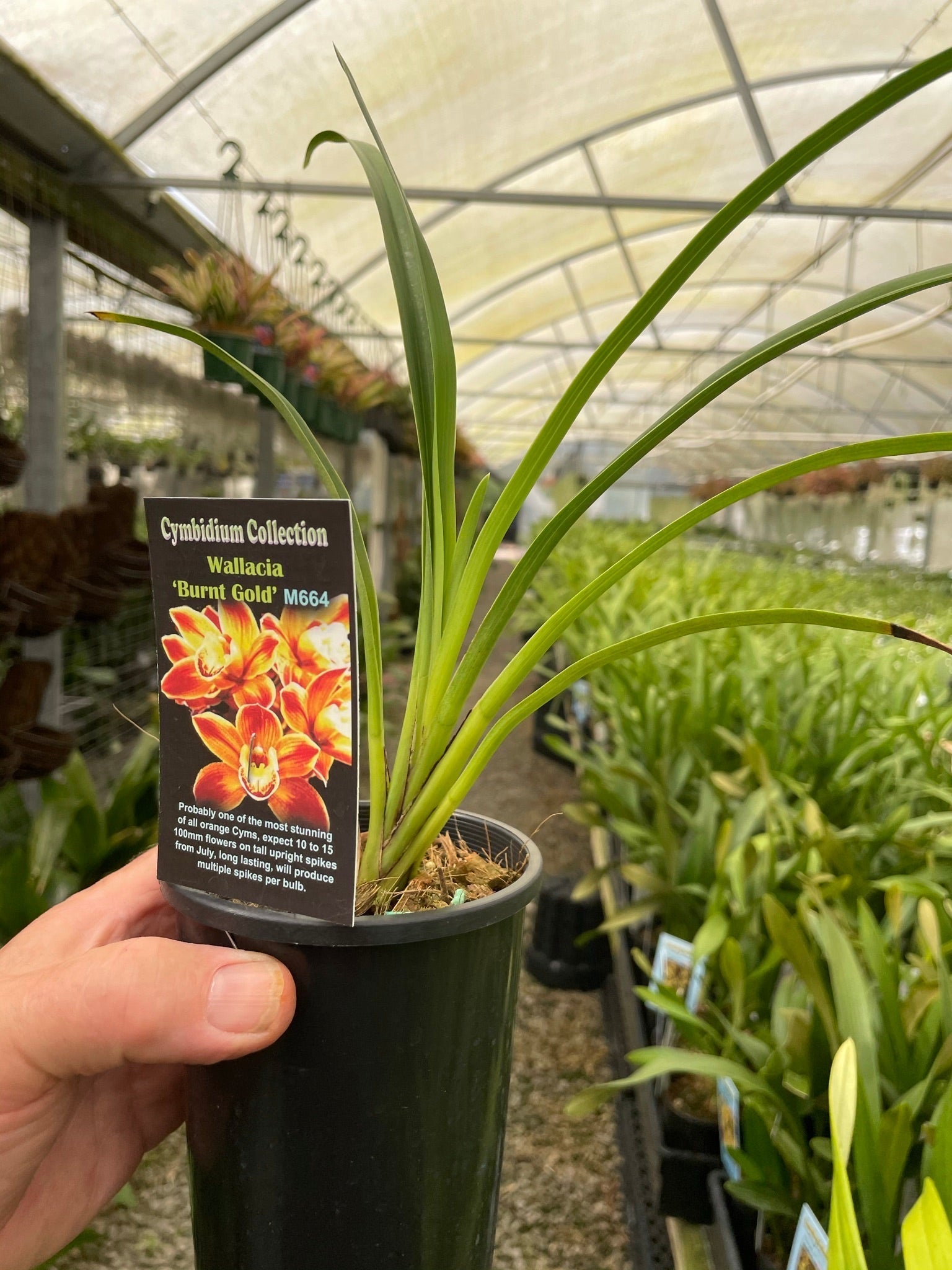 Cymbidium Wallacia 'Burnt Gold'