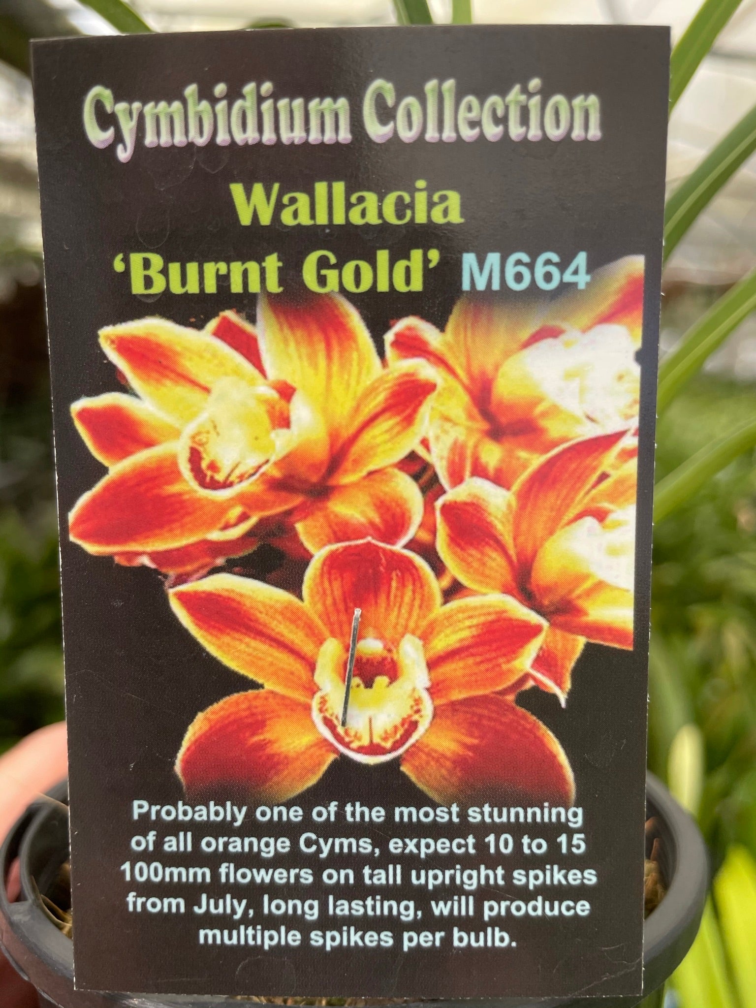 Cymbidium Wallacia 'Burnt Gold'