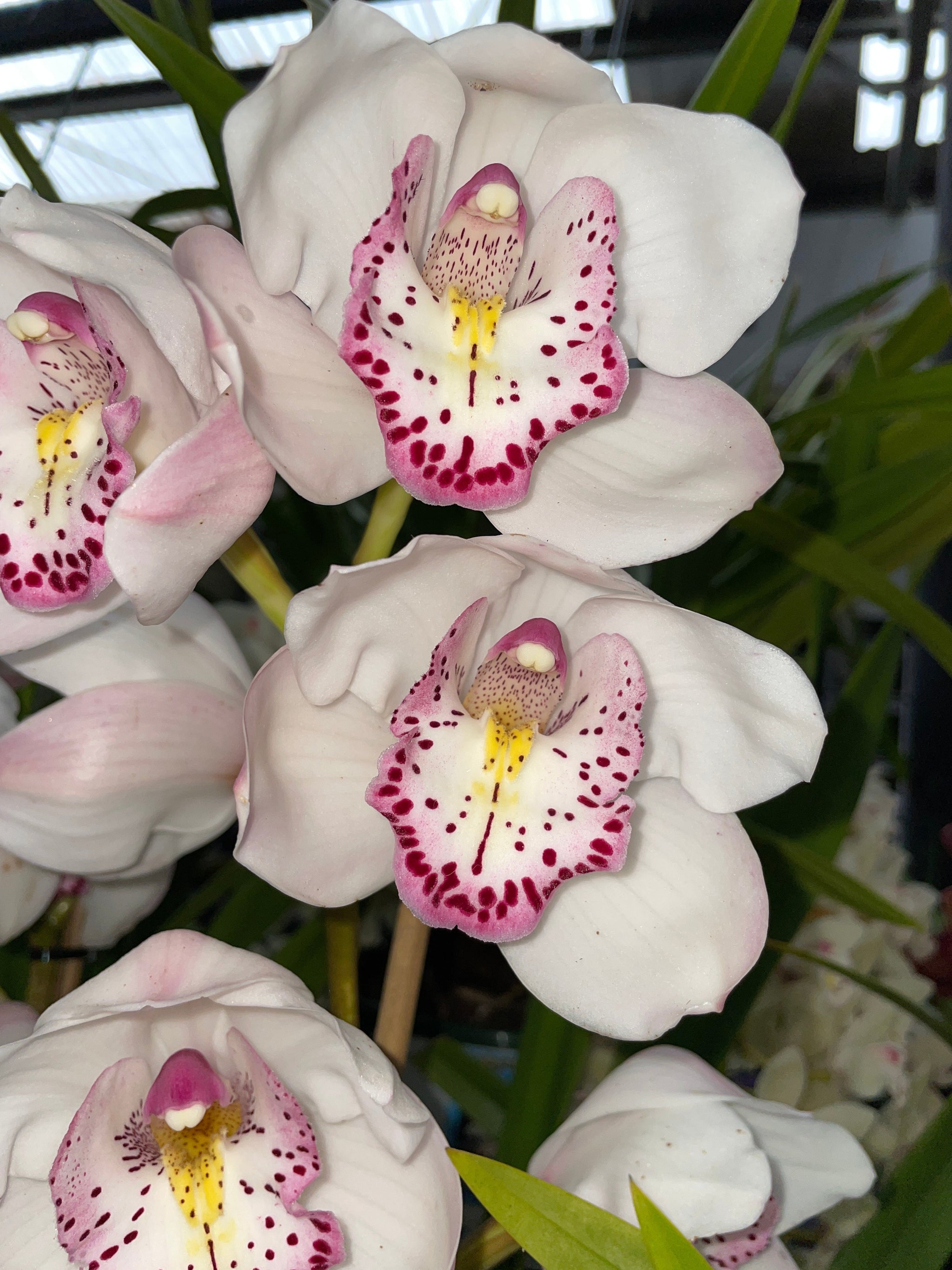 Cymbidium White Orb