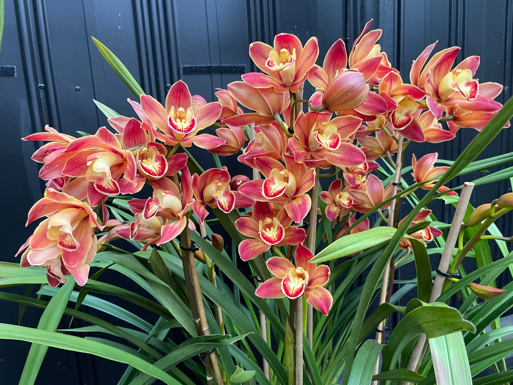 Cymbidium Wallacia 'Burnt Gold'