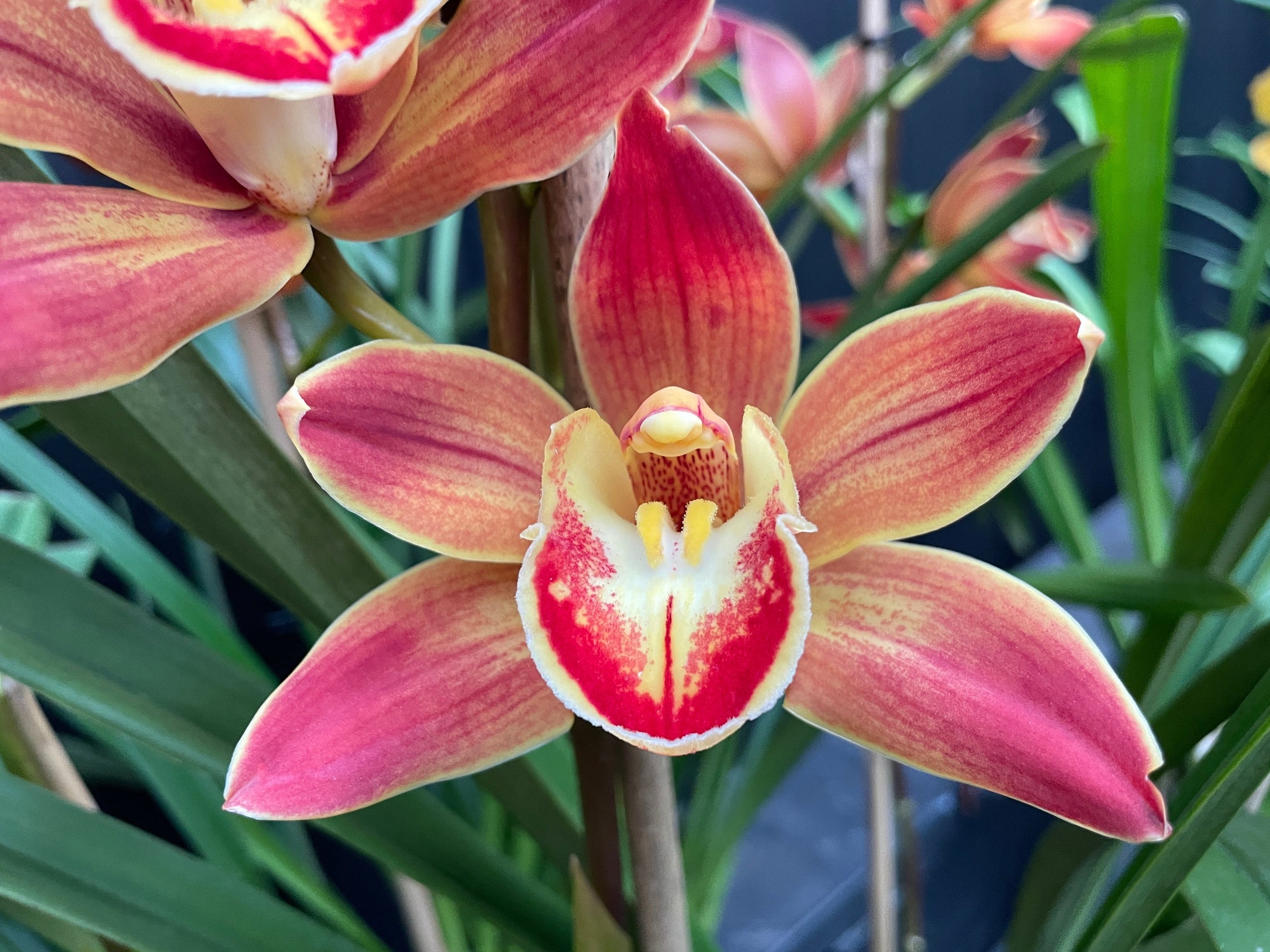 Cymbidium Wallacia 'Burnt Gold'